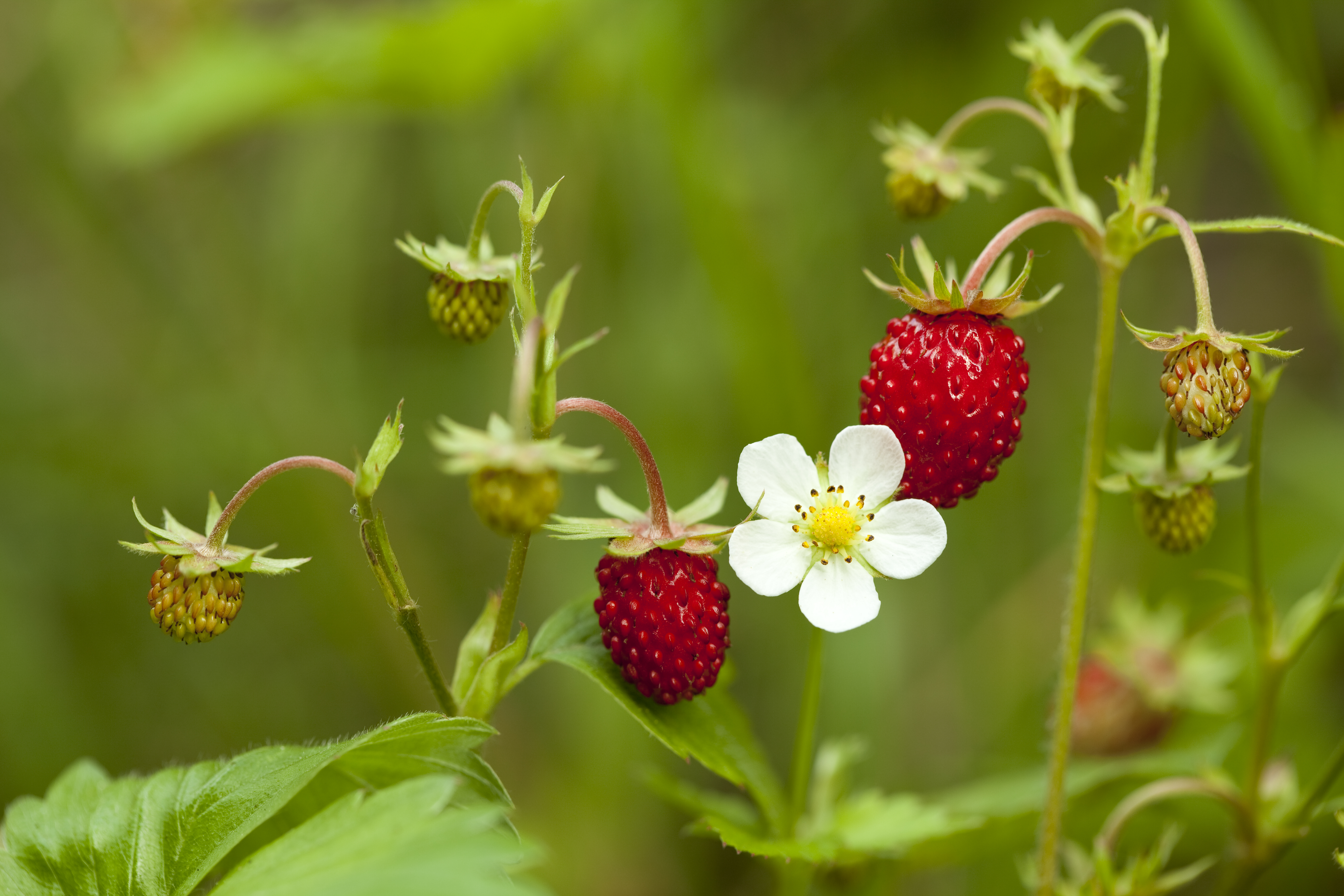 Poussant spontanément dans les sous-bois, le fraisier des bois forme un couvre-sol touffu et bas grâce à ses stolons. Copyright (c) Jolanta Dabrowska/Istock.