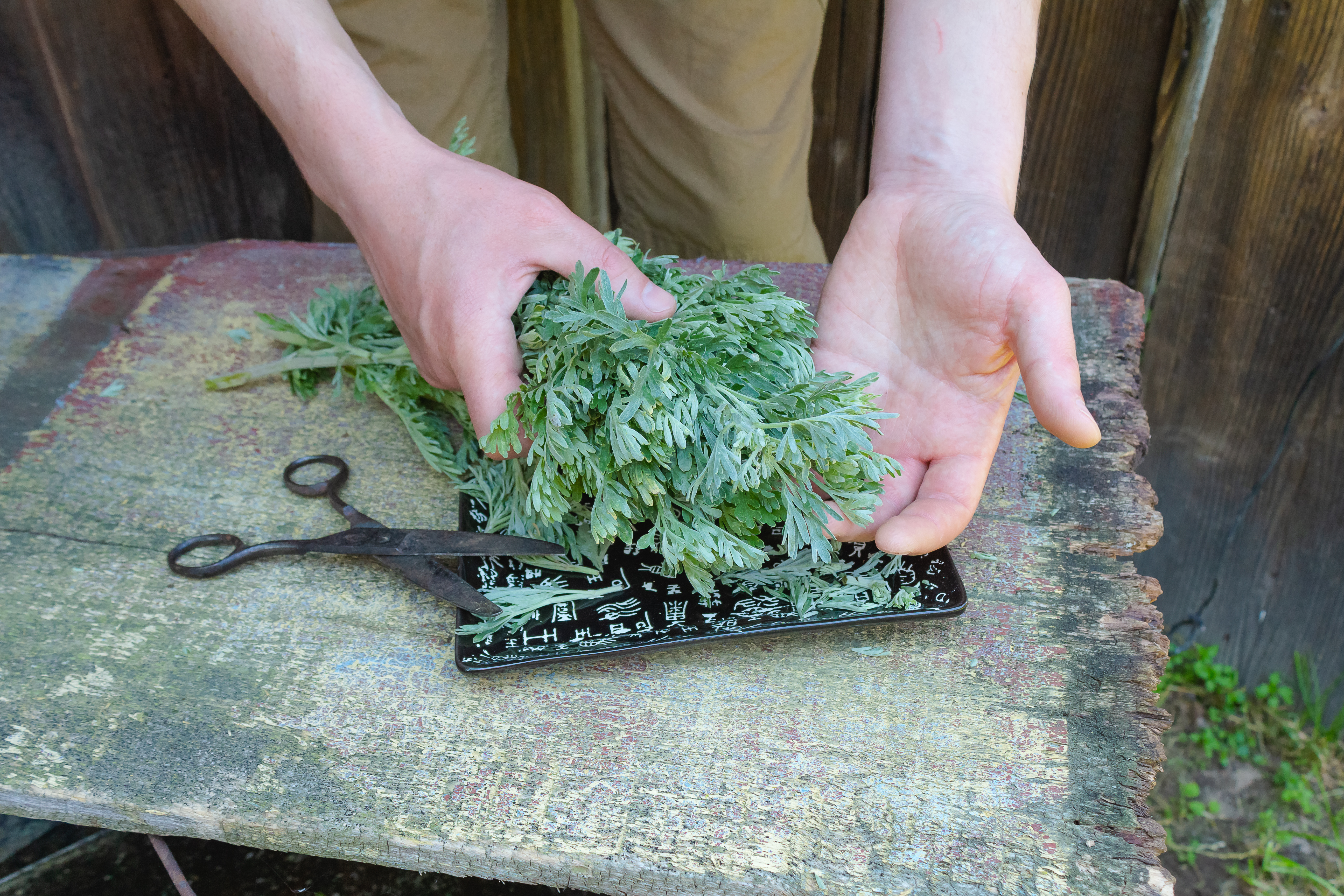 Comment bien boire l'absinthe ? Cette liqueur de plantes mystiques -  Produits Normandie