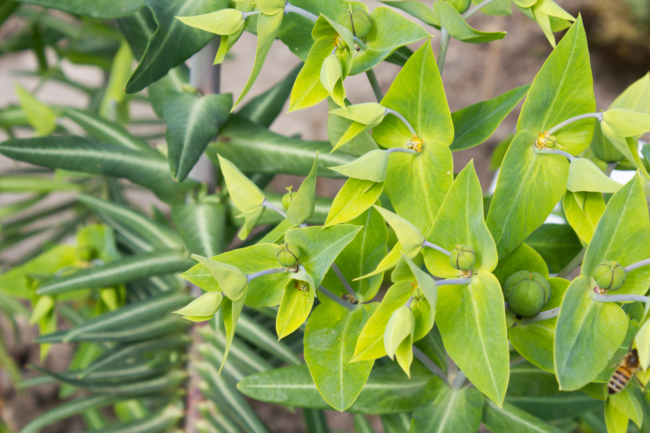 Cette plante a un super-pouvoir : loigner les taupes de votre jardin sans  les blesser - Le Parisien Jardin