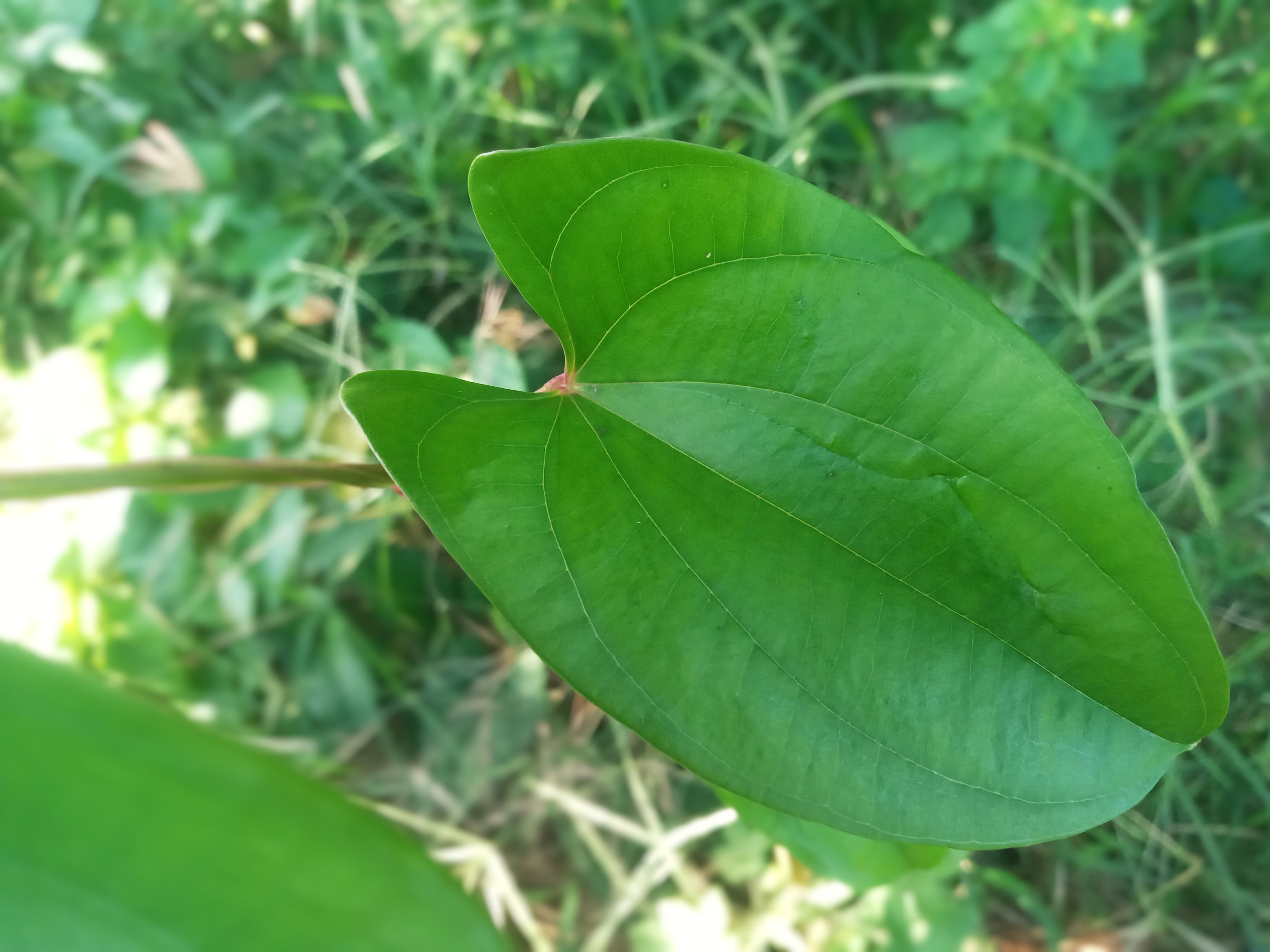Ube : plantation, entretien, soin - Le Parisien Jardin