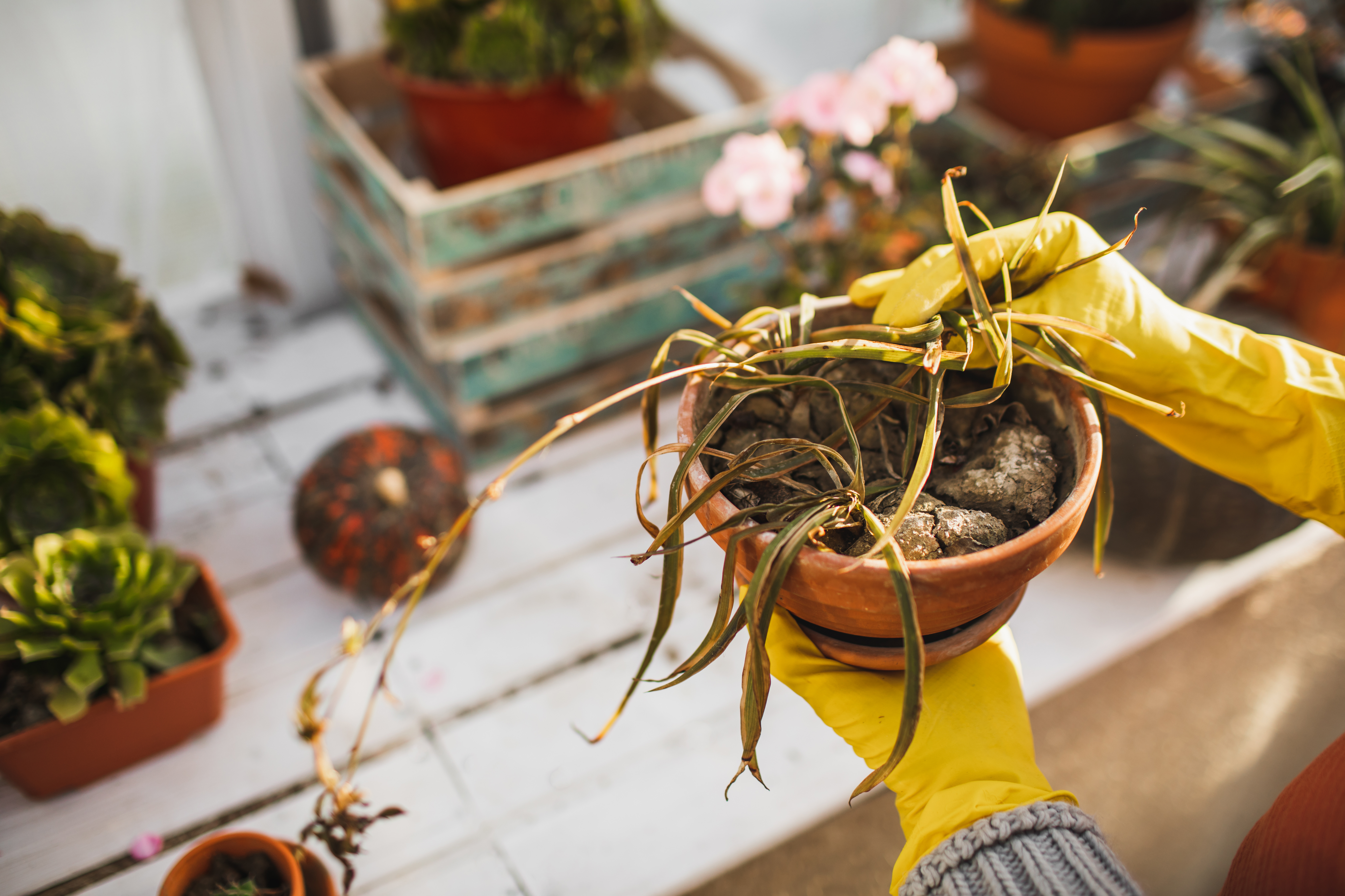 Les plantes arrosées avec de l’éthanol en petite quantité résisteraient mieux à la sécheresse selon une étude. Copyright (c) Anastasiia Krivenok/Istock.