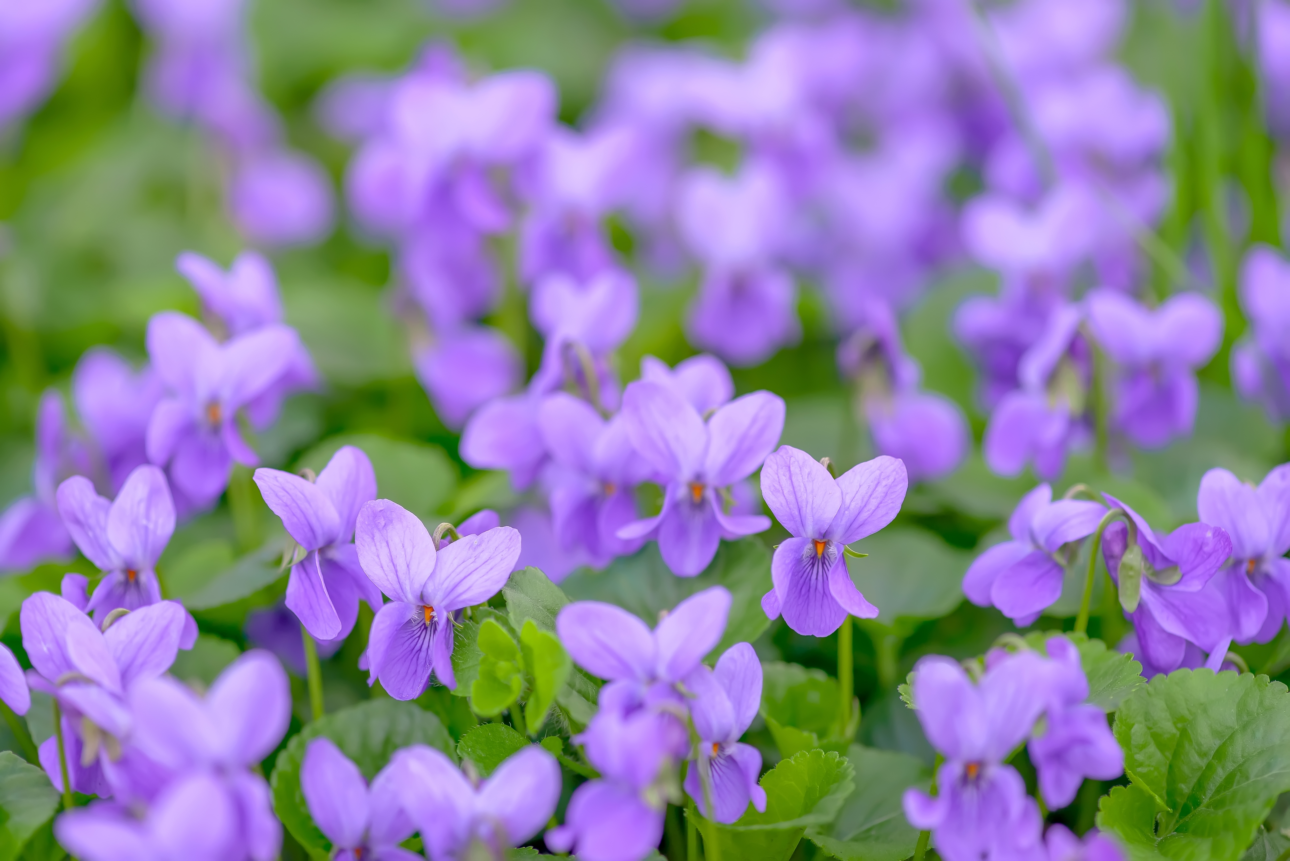 20 fleurs violettes dexception pour votre jardin - Le Parisien