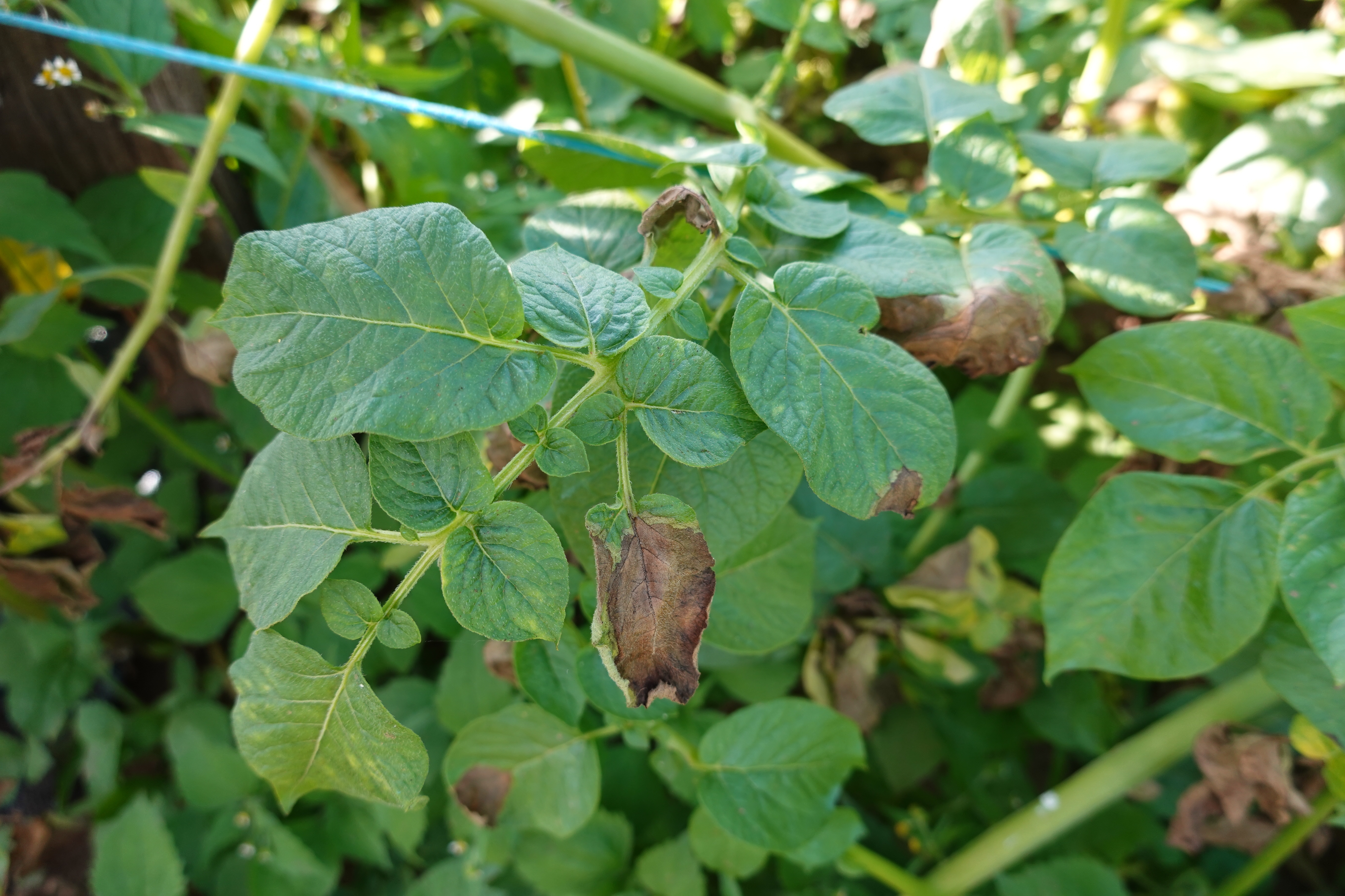 Les feuilles de vos plants de pomme de terre présentent des taches brunes ? C’est sûrement le signe d’une attaque de mildiou ! Copyright (c) 2024 La Huertina De Toni/Shutterstock.