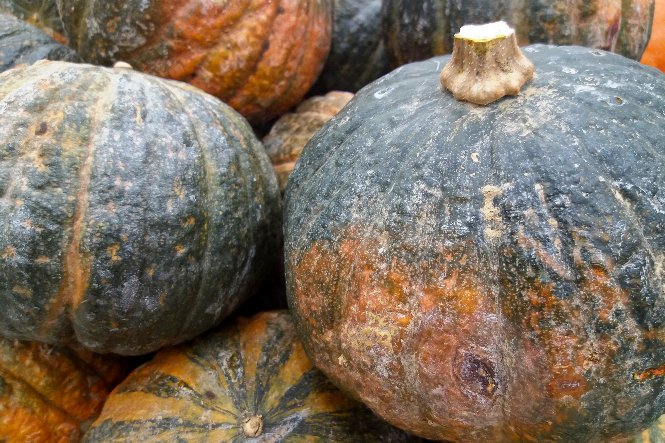 La courge shiatsu est une petite courge coriace qui tient son nom de ses origines japonaises. Copyright (c) Gwengoat/ Istock