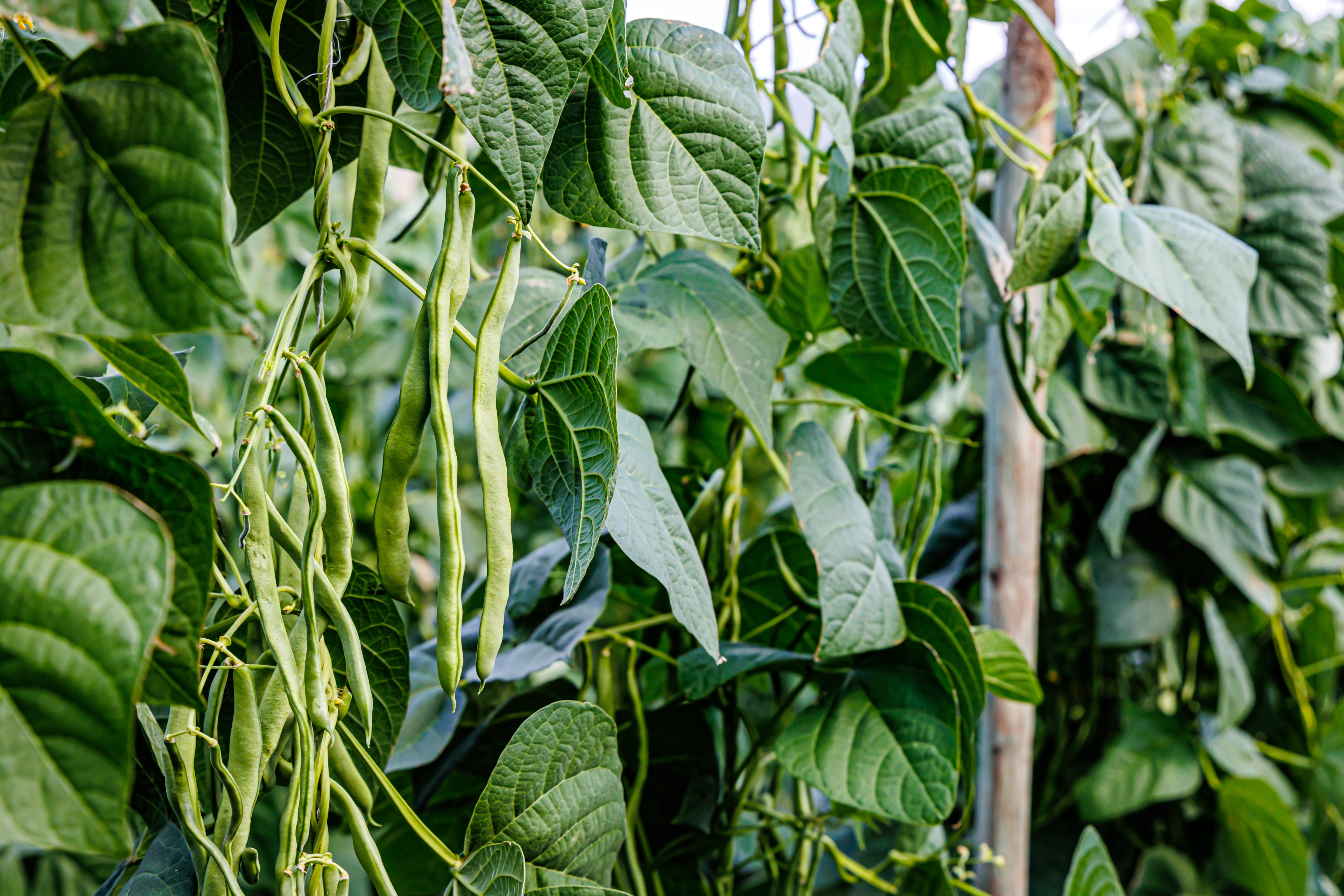 Haricot : plantation, entretien, soin - Le Parisien Jardin