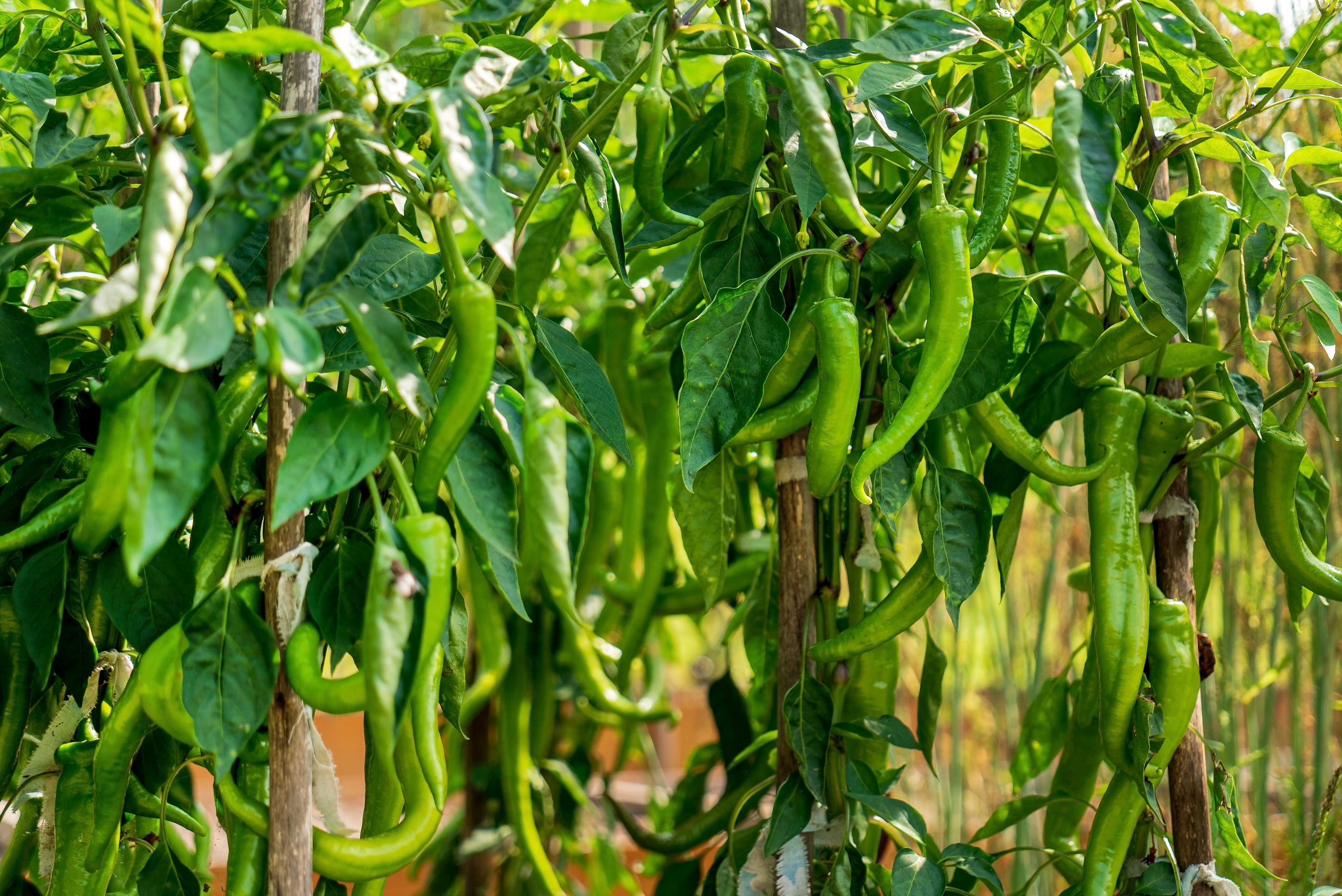 Culture du piment : variétés, plantation, entretien, récolte - Terre Vivante