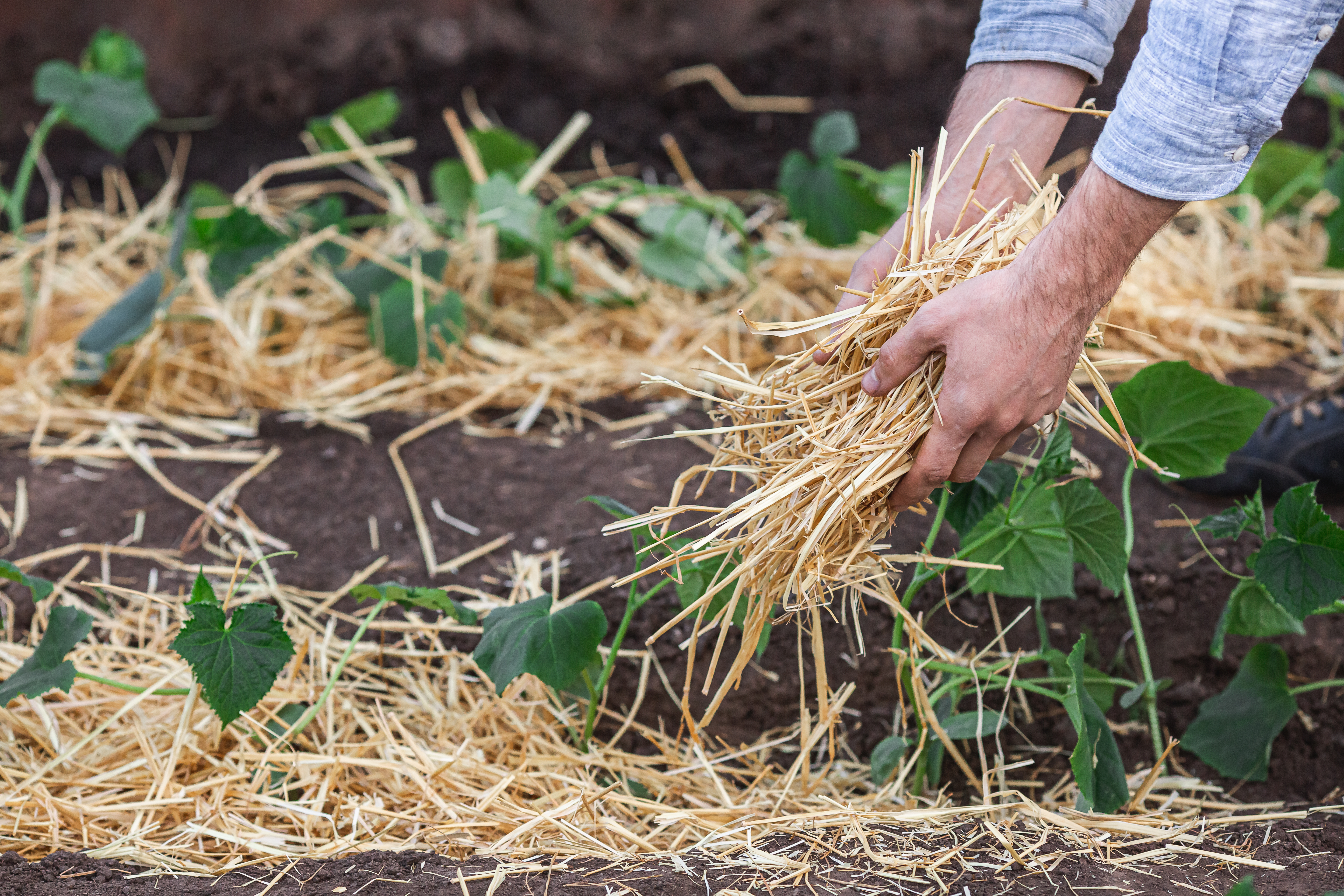 Souvent utilisé en permaculture, le mulch consiste à couvrir le sol d’une couche de protection, réalisée à partir de débris organiques. Copyright (c) 2021 Marina Varnava/Shutterstock.