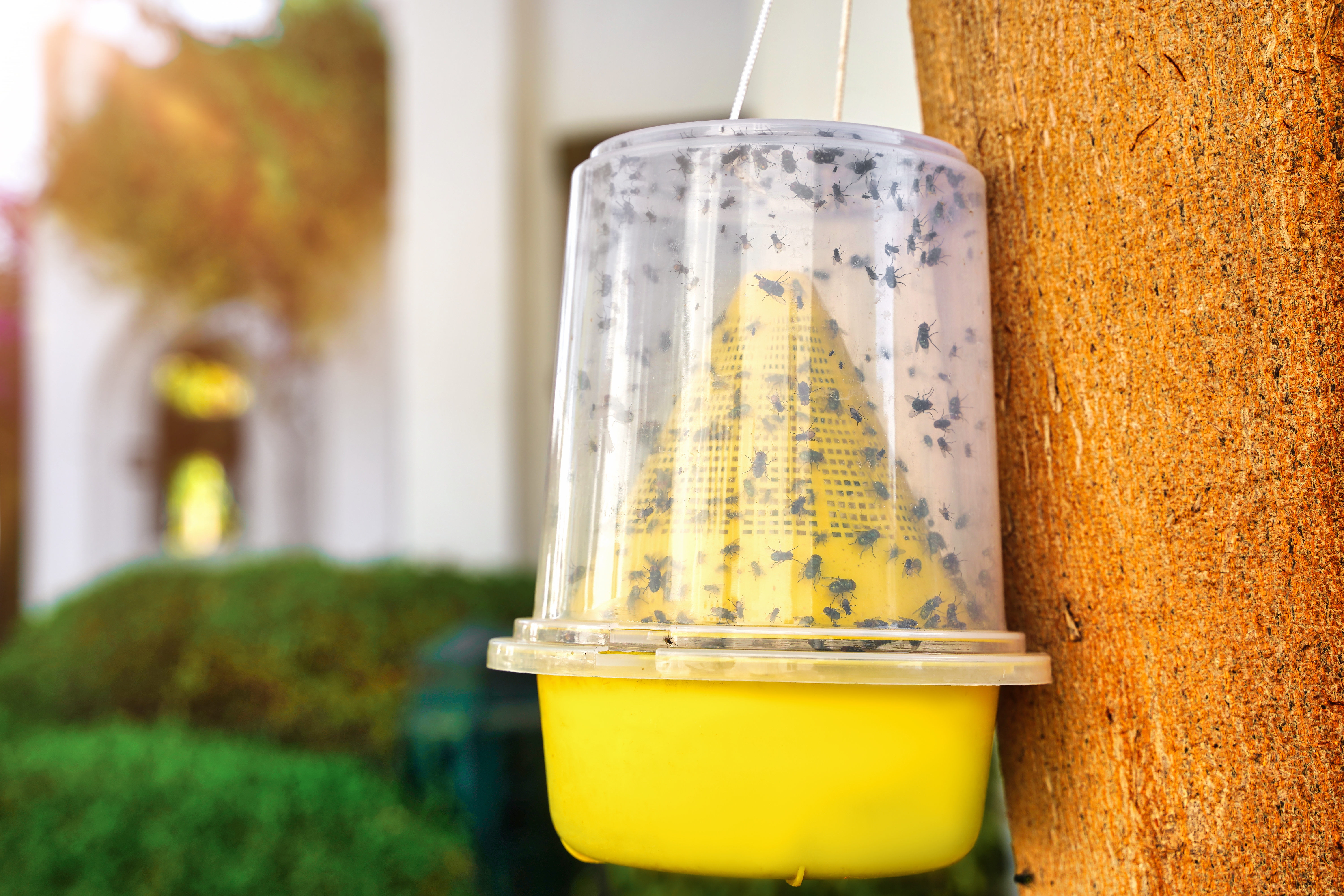Dès le printemps, les mouches font leur grand retour dès les premières chaleurs. Copyright (c) 2021 Evgeniya Sheydt/Shutterstock