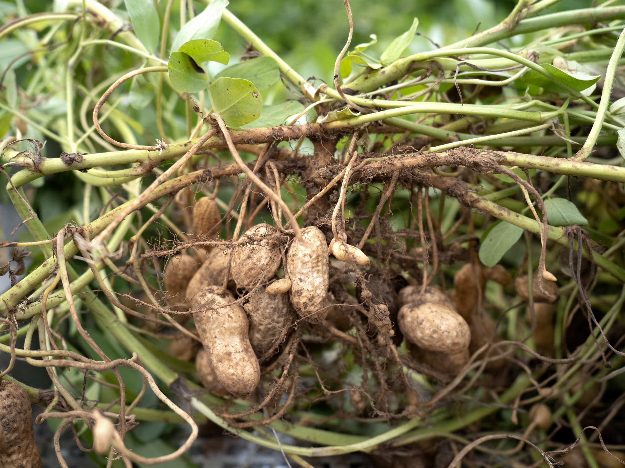 L’arachide est une plante herbacée annuelle cultivée essentiellement pour ses fruits, les cacahuètes. Copyright (c) y-studio/ Istock