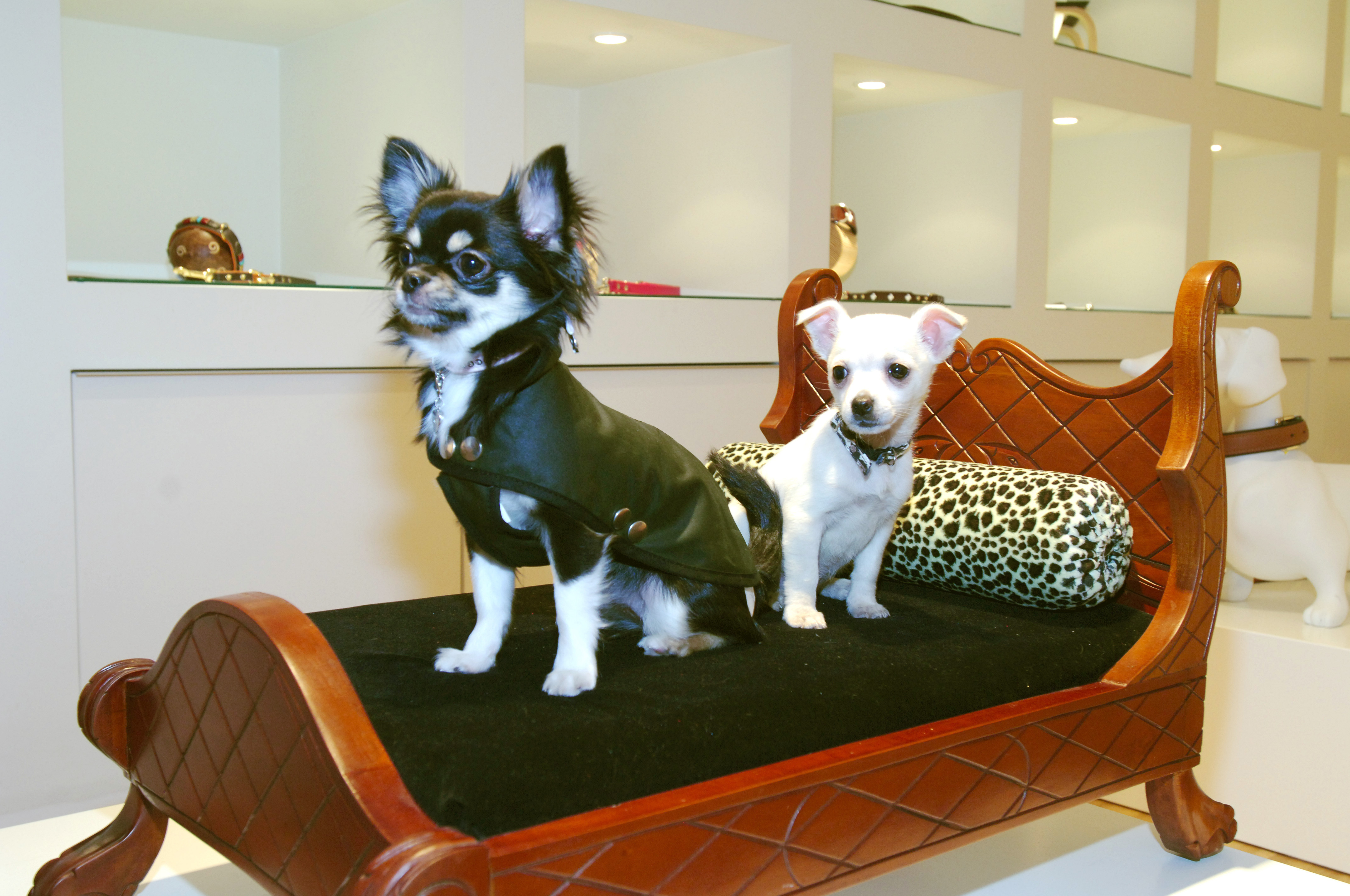 Paiaite Hundeweste Aus 100% Baumwolle, Gerippt – Für Kleine Rassen Wie Chihuahua, Yorkie, Atmungsaktiv & Bequem
