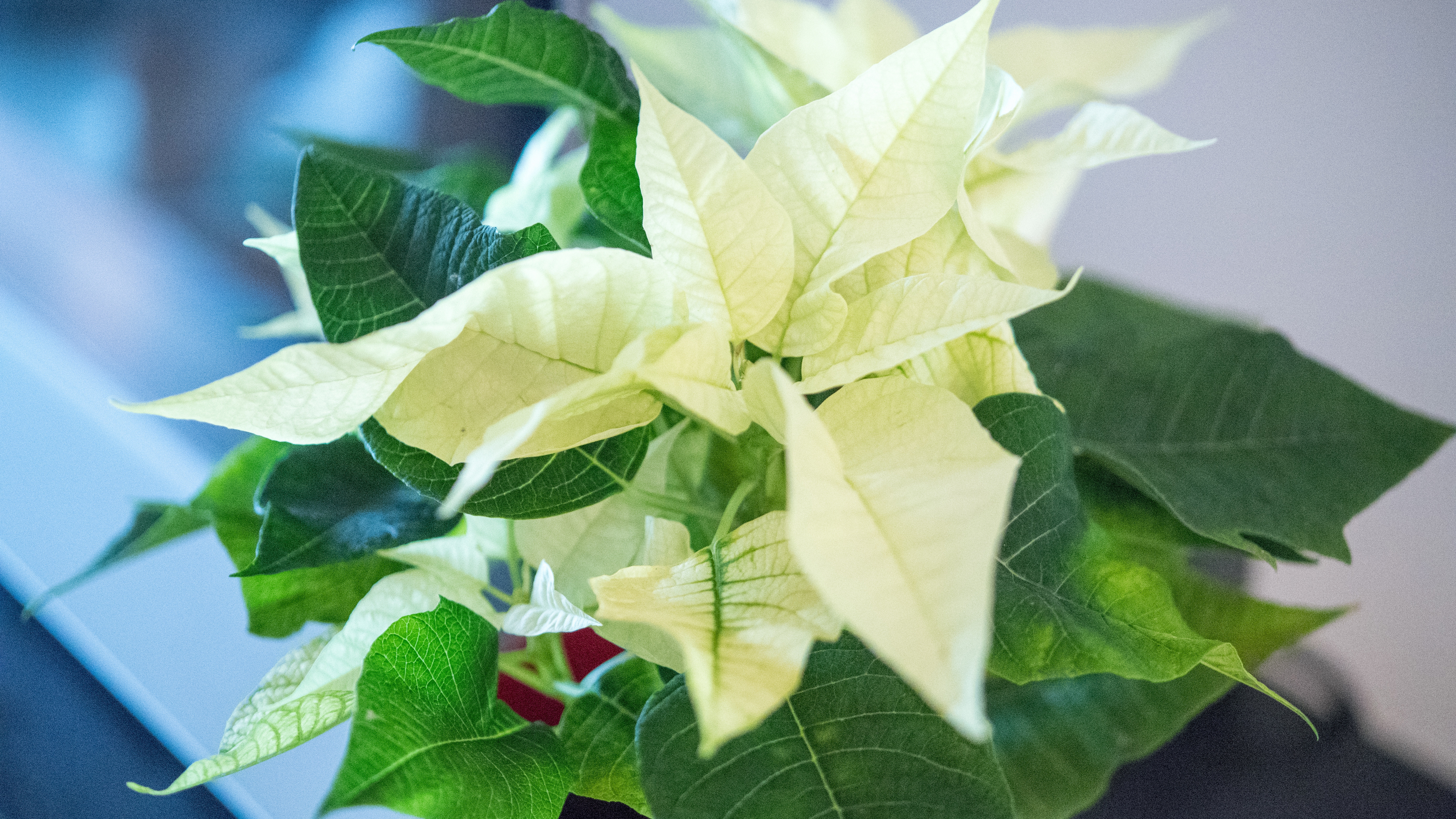 Weihnachtsstern: So bleiben die Pflanzen in der Adventszeit frisch