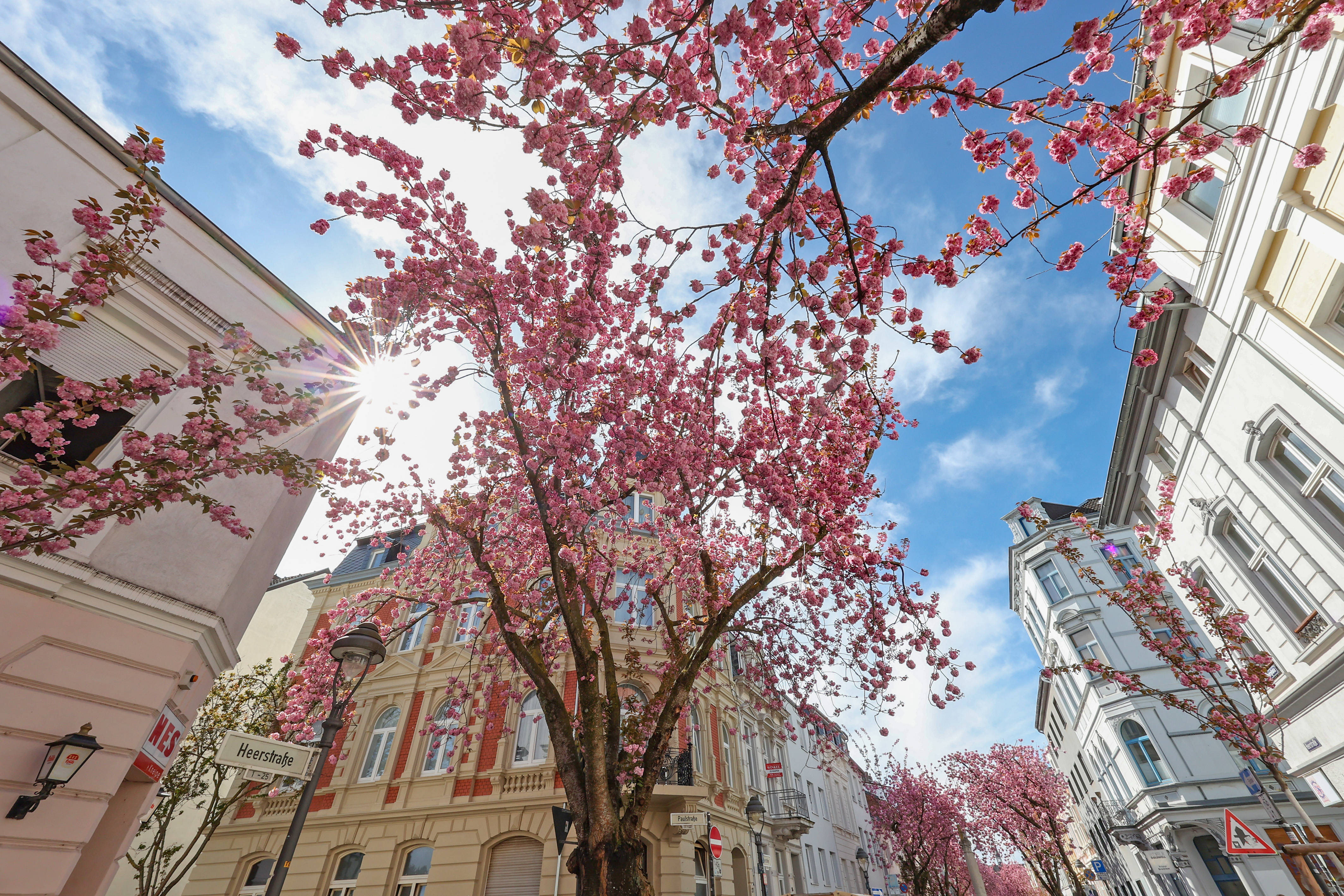 Kirschblte 2026: Hier blht sie in Deutschland jetzt besonders schn