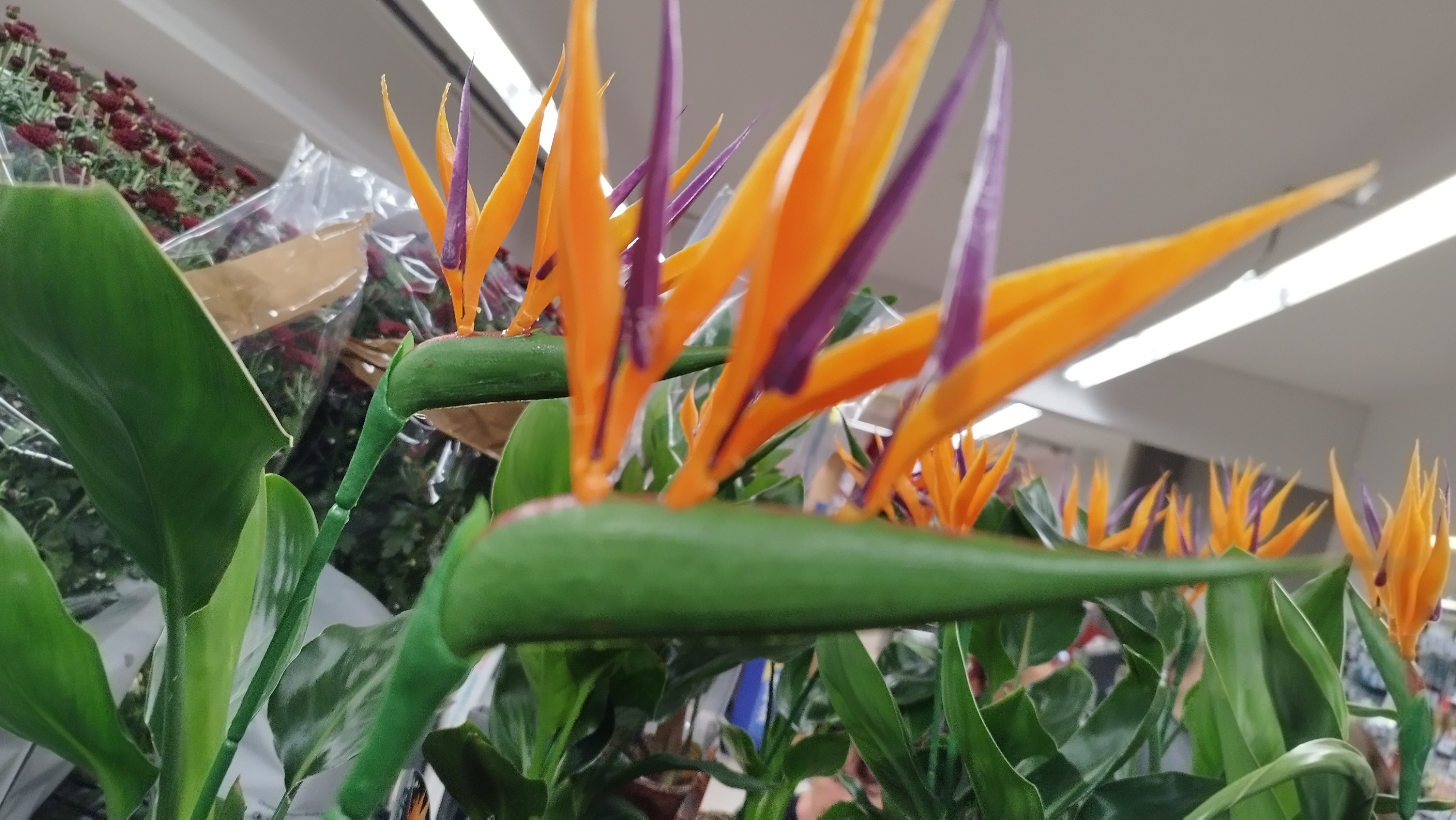 Kaufland verkauft echte Blumen mit knstlicher Blte: Was steckt dahinter?