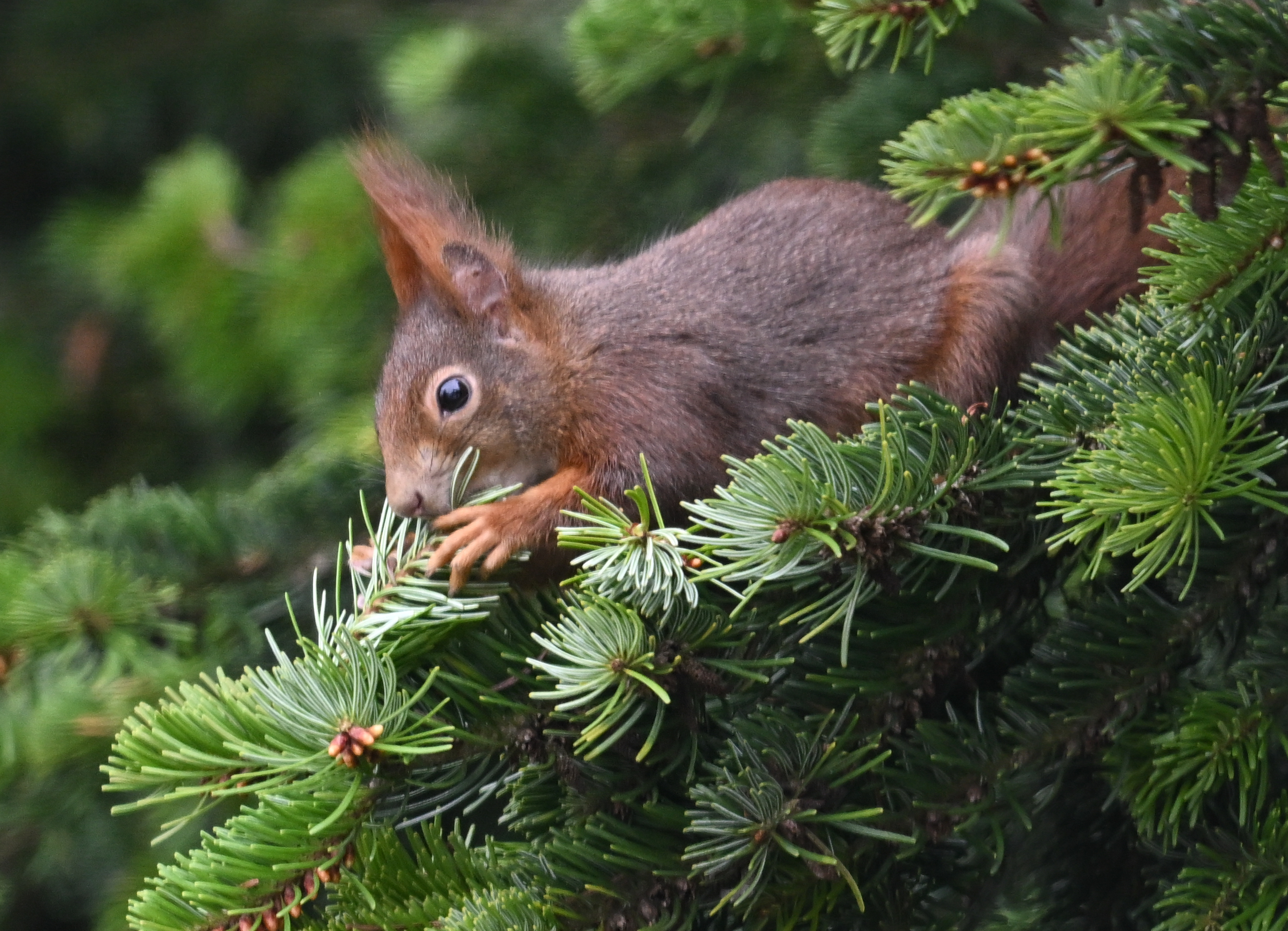 US-Zeitung kürt niedlichstes des Jahres Eichhörnchenbild