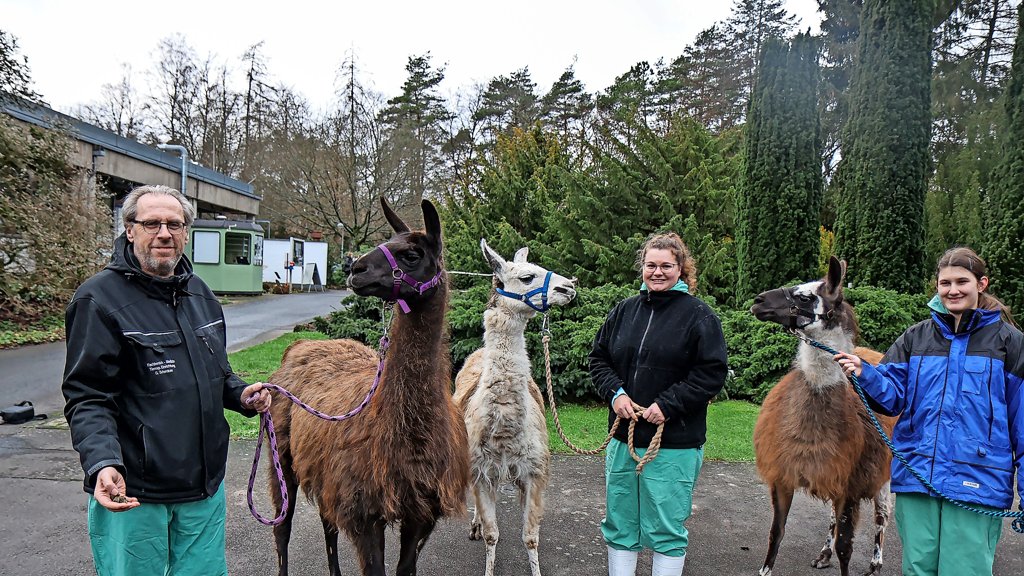 Lama Trio ist neue Attraktion im Botanischen Garten in Marburg