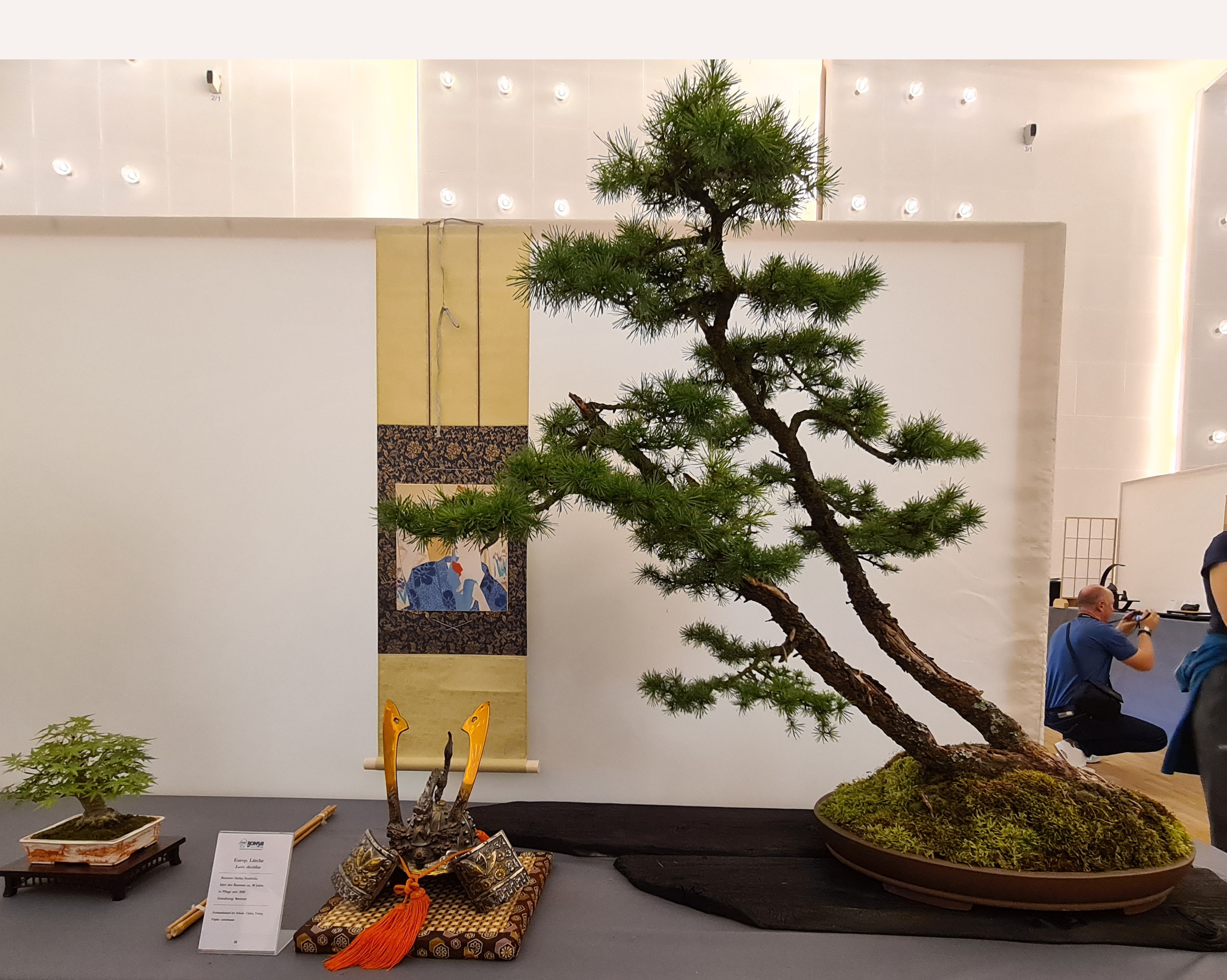Bonsai: Kleine Bume - ganz gro in Bad Orb