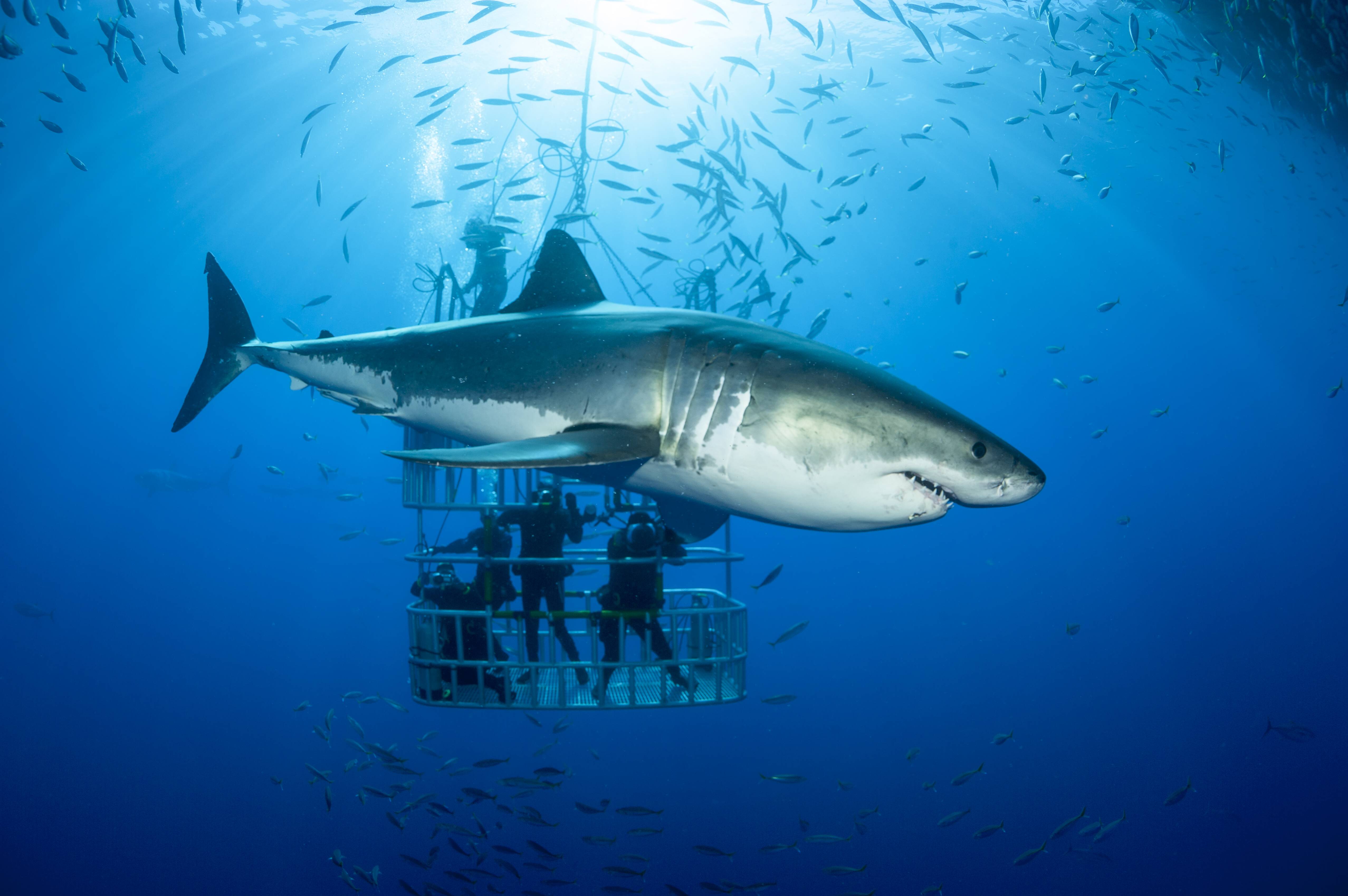 Müssen wir vor Haien wirklich Angst haben?