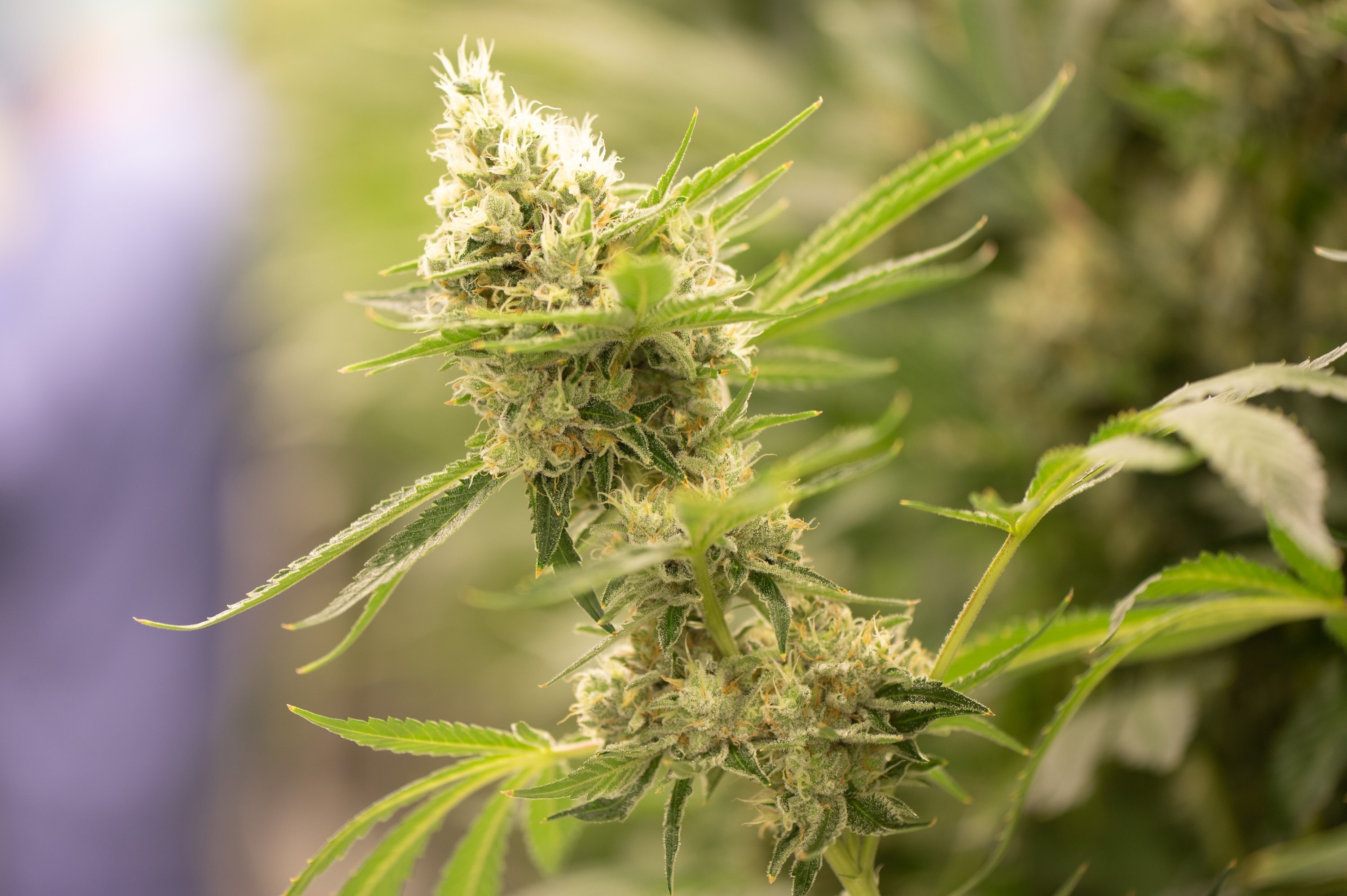Cannabispflanze: ein praktischer Cannabis-Überblick