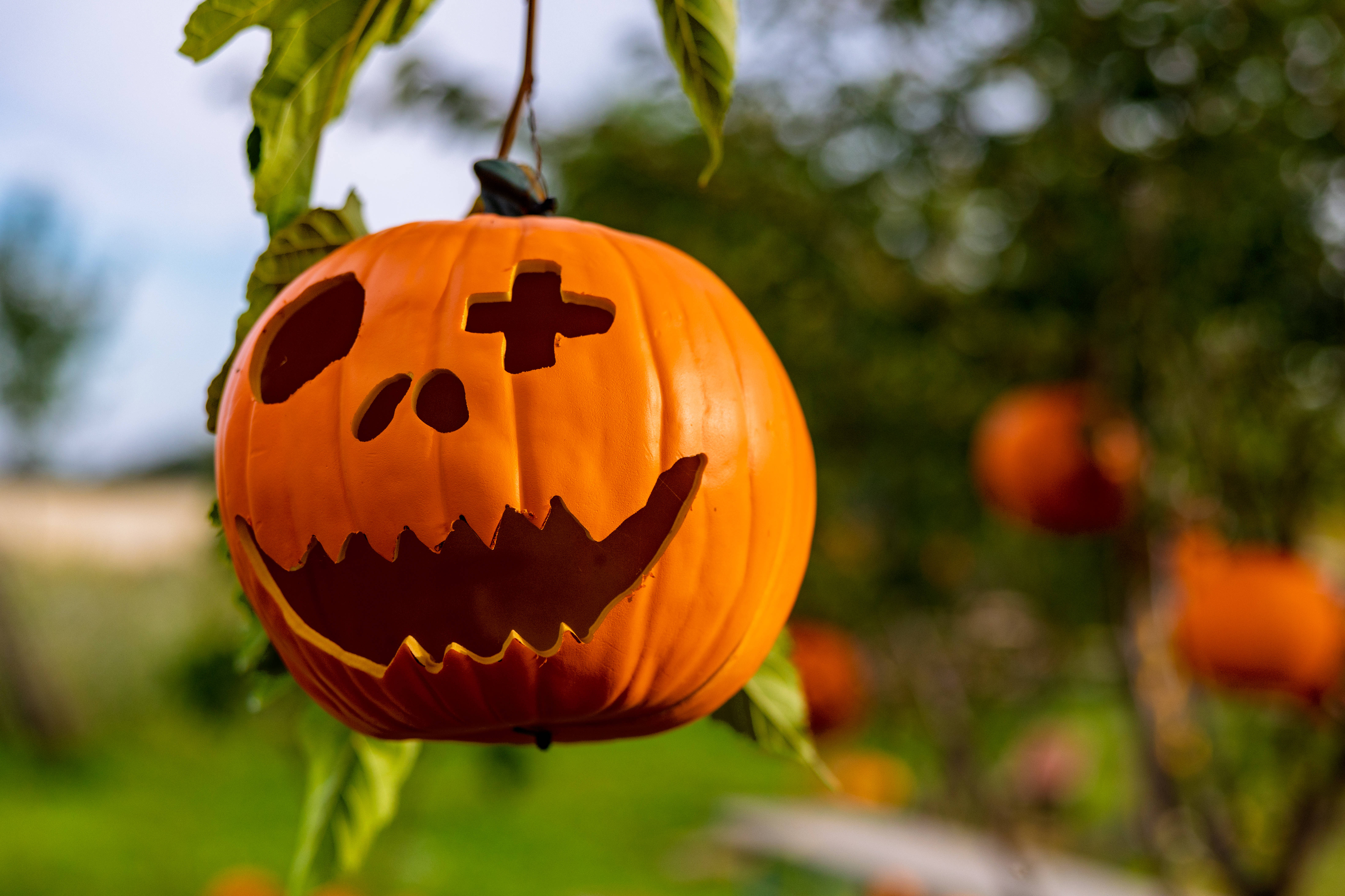 Sind Halloween-Kürbisse eigentlich essbar? Dieser Fehler kann gefährlich werden