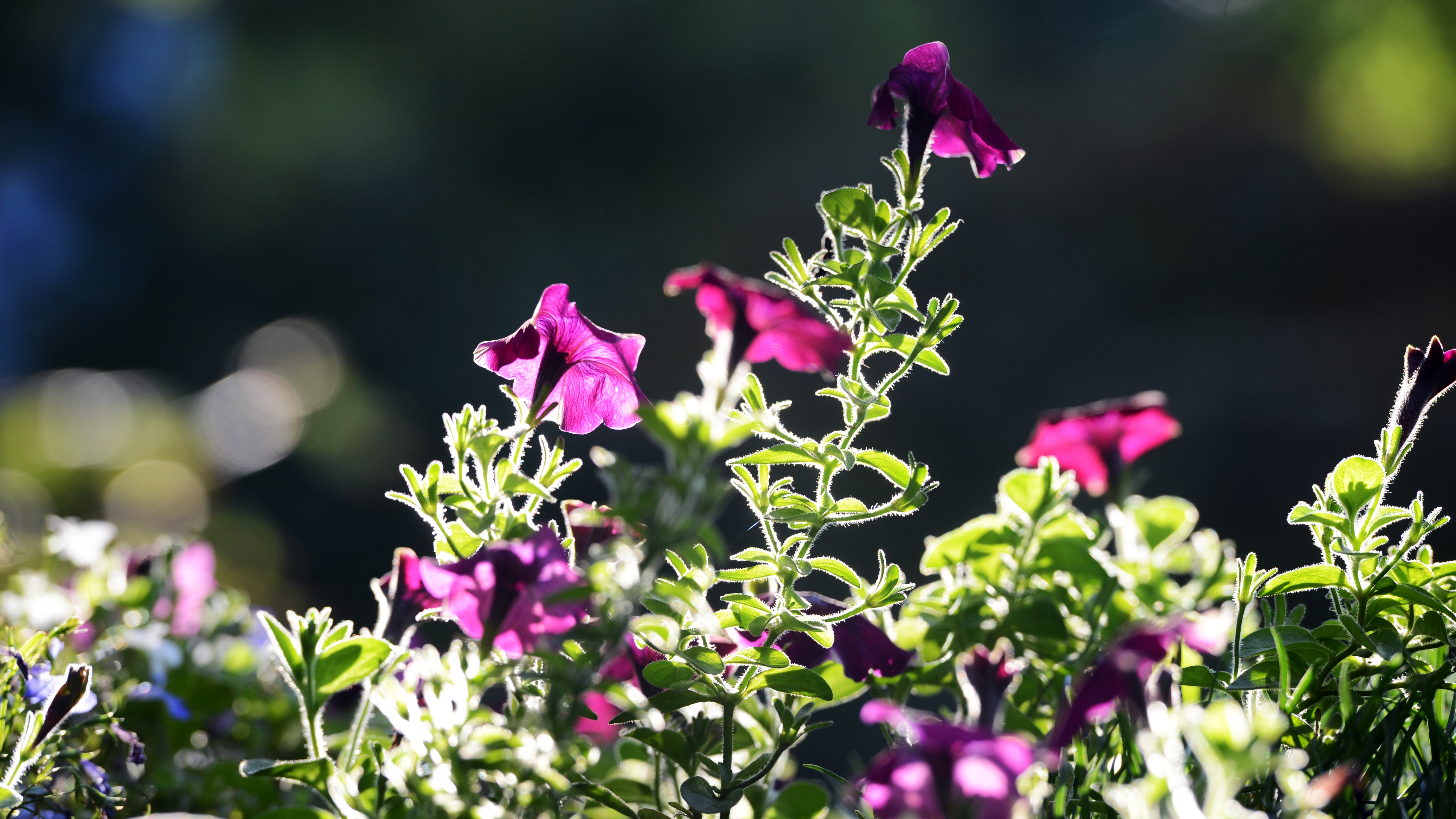 Pflanzen blühen Margeriten: und So prächtiger Lavendel, und länger Geranien