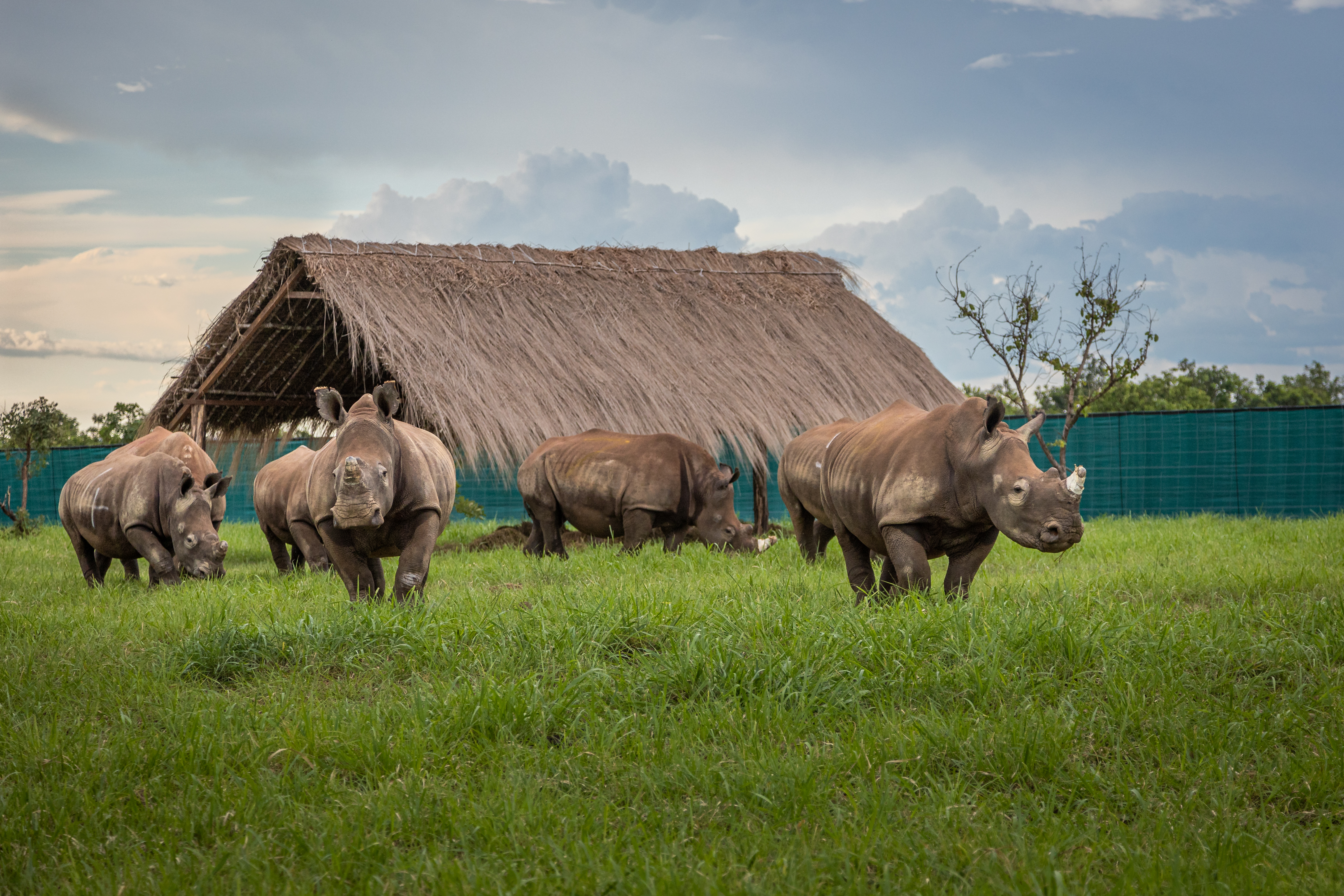 Nashörner im Kongo Erfolgreiche Umsiedlung der Südlichen Unterart