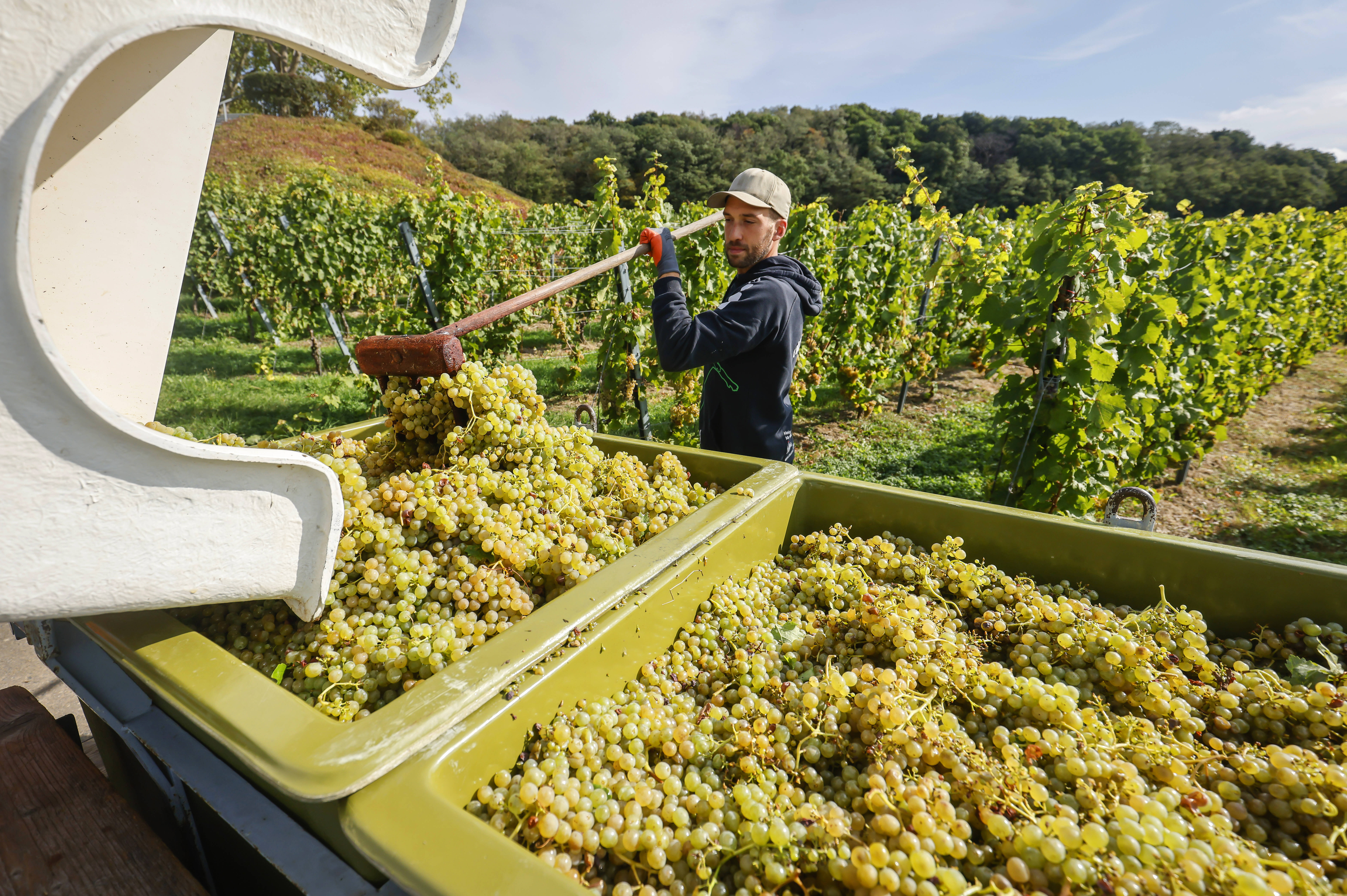 Camping beim Winzer: Die schnsten Stellpltze fr Weincamping in  Deutschland