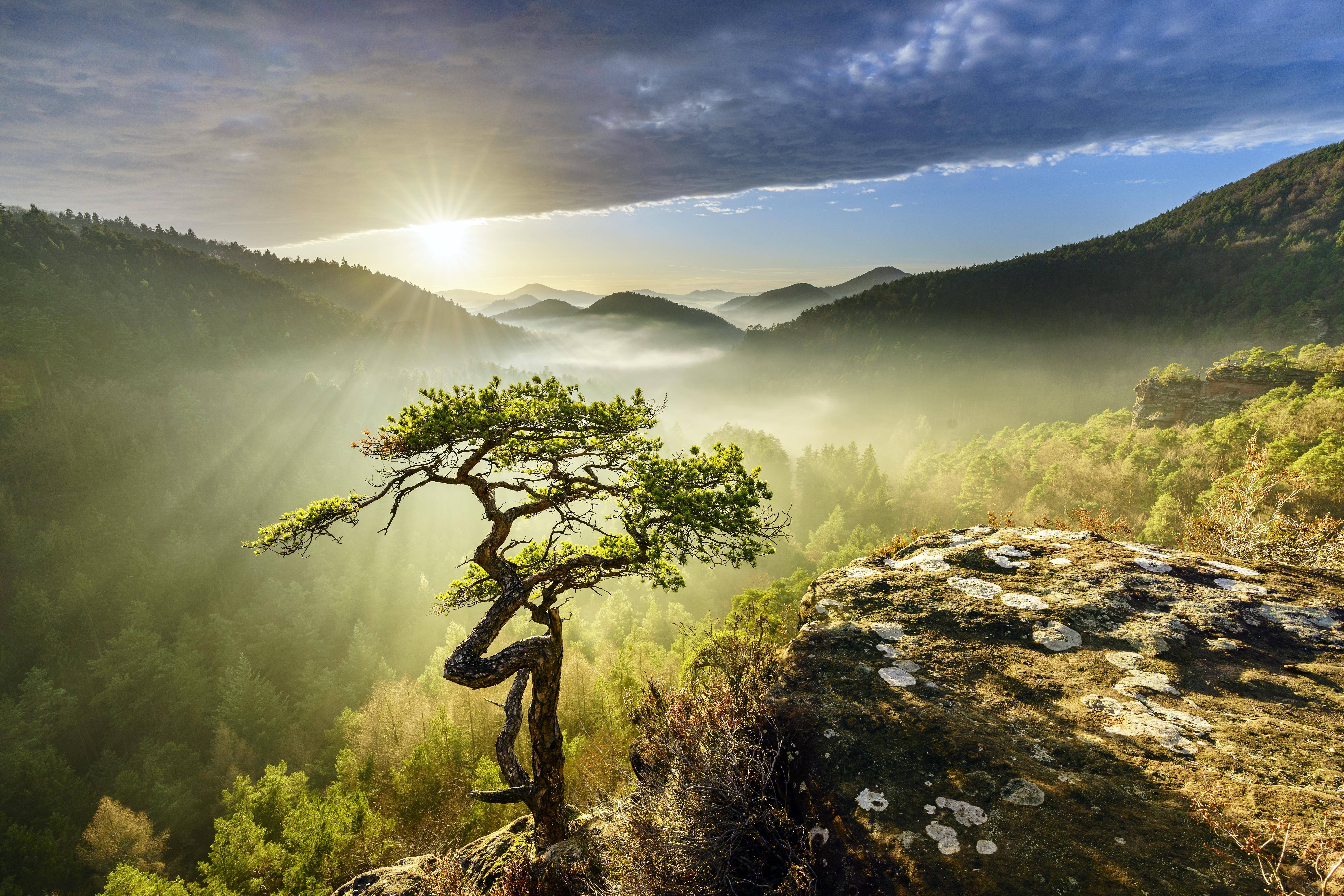 Ausflug in die Natur: Die 9 schönsten Wälder in Deutschland