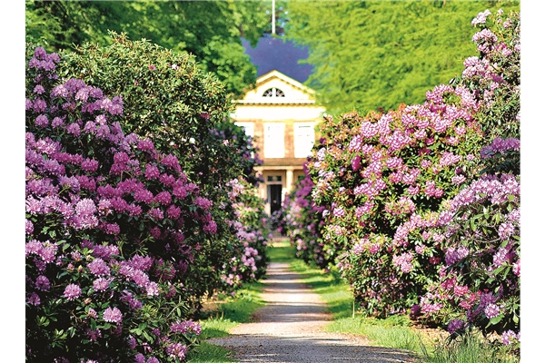 rhododendron painted purple Dandy Man Purple Rhododendron