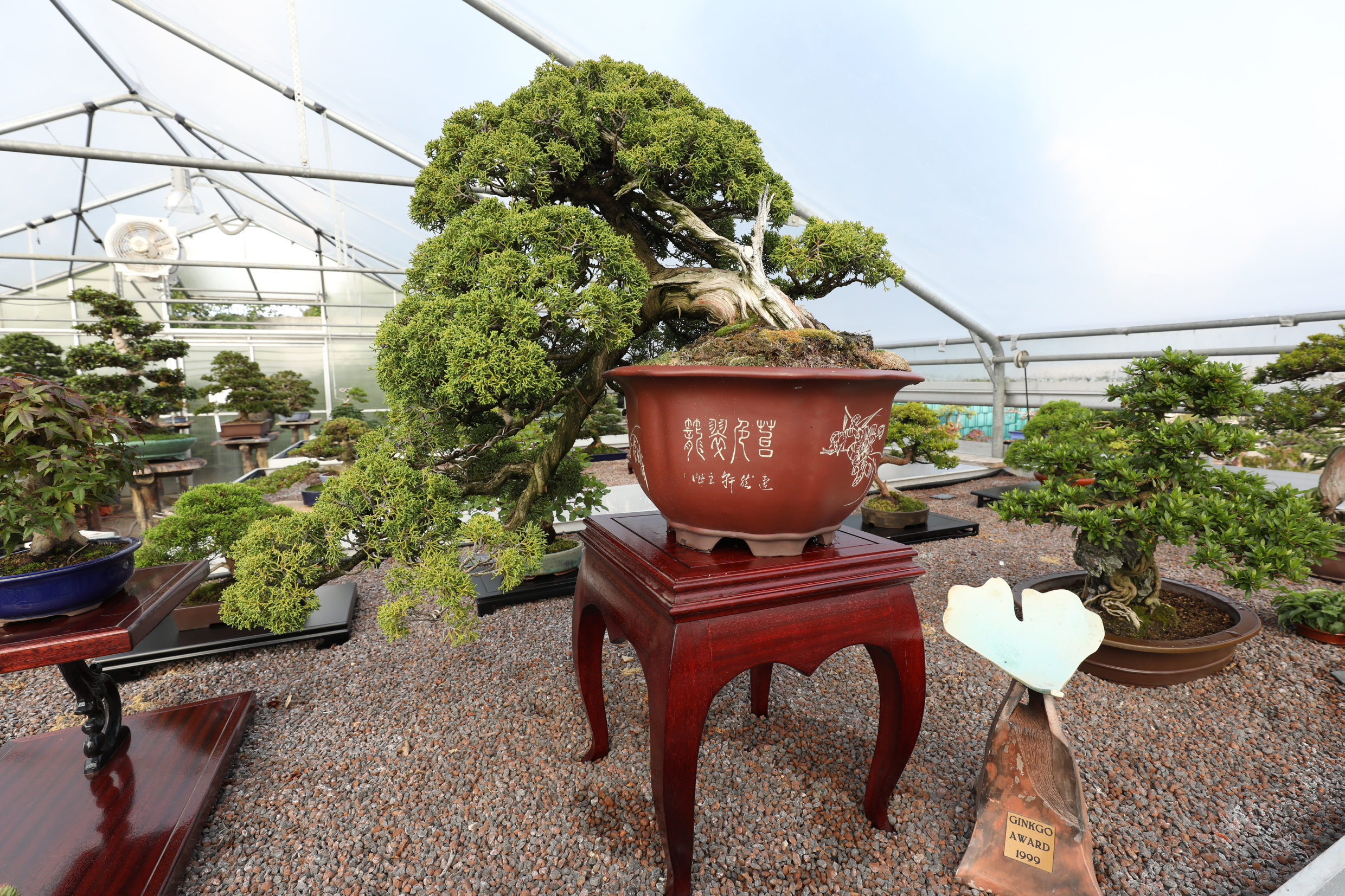bonsai 2m Japanese Cryptomeria #2 Bonsai Tree – Bella Bonsai Nursery main image 1