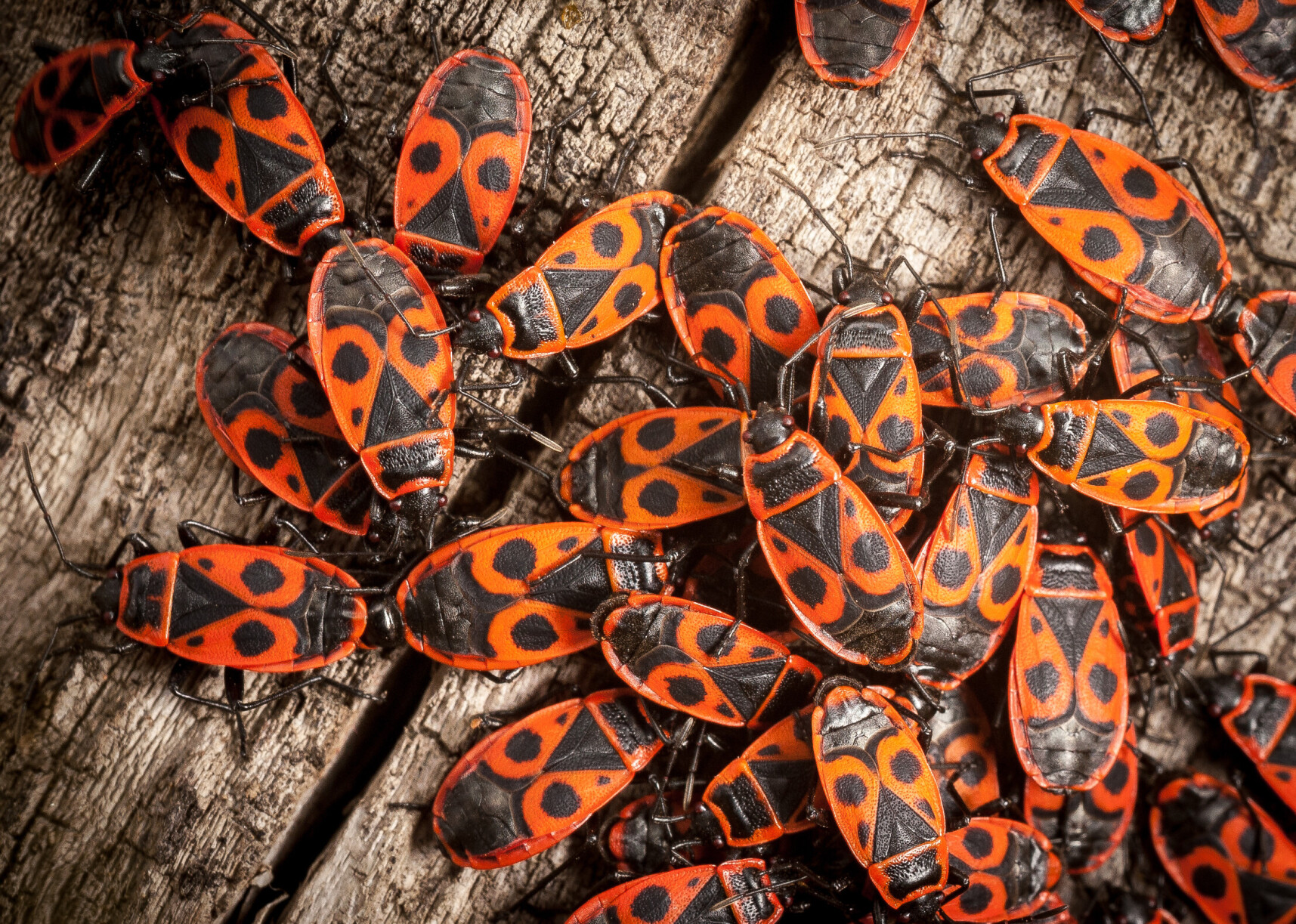 Kleine schwarze Käfer: 8 häufige Käfer mit Bild 