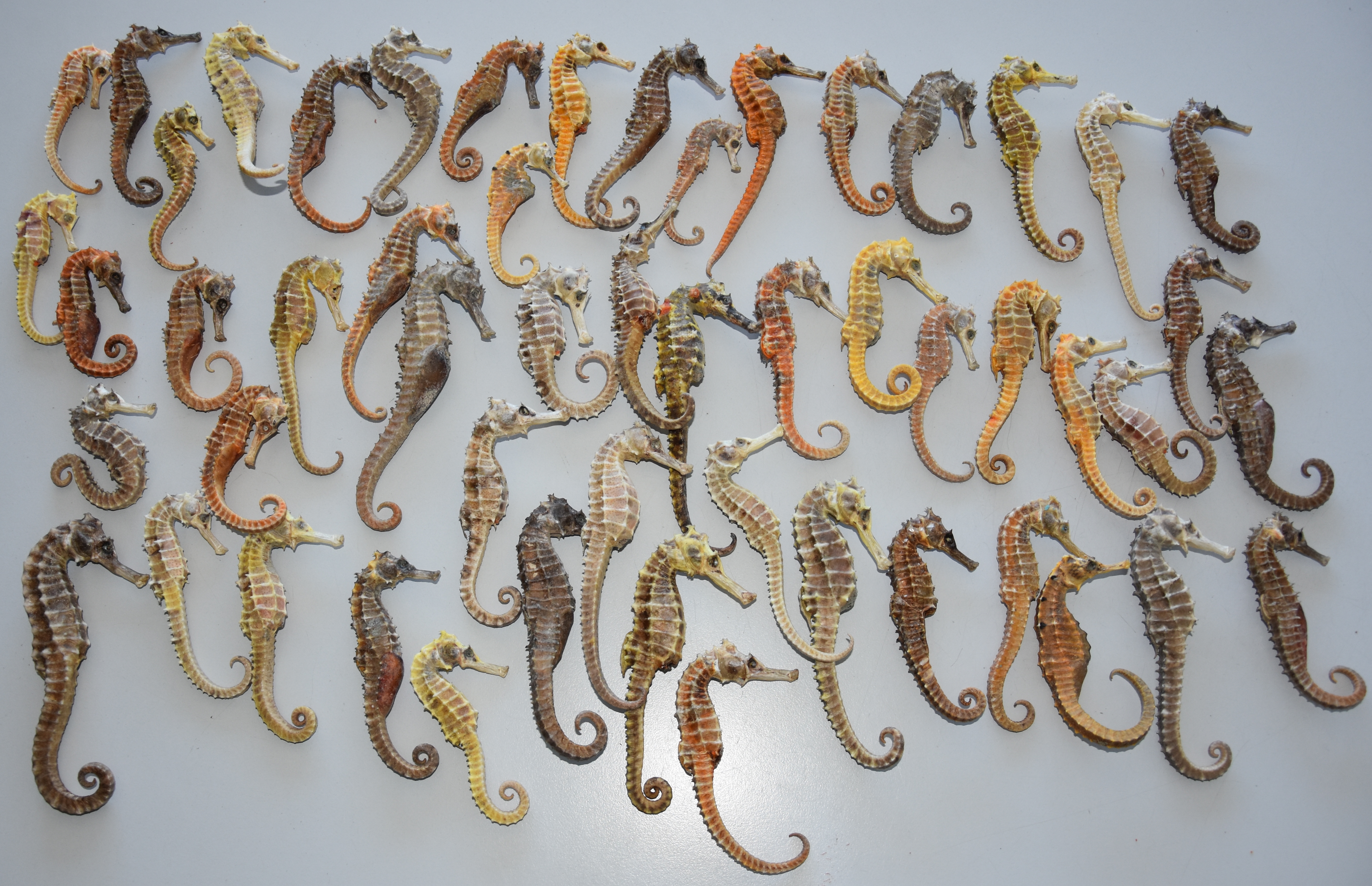 Florida Souvenir Anhänger mit Muscheln, Seegras, Seepferdchen