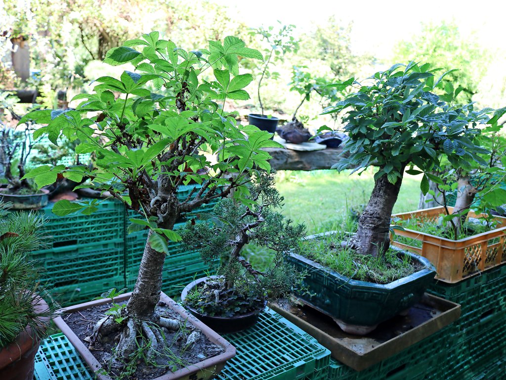 Ein Bonsai-Paradies