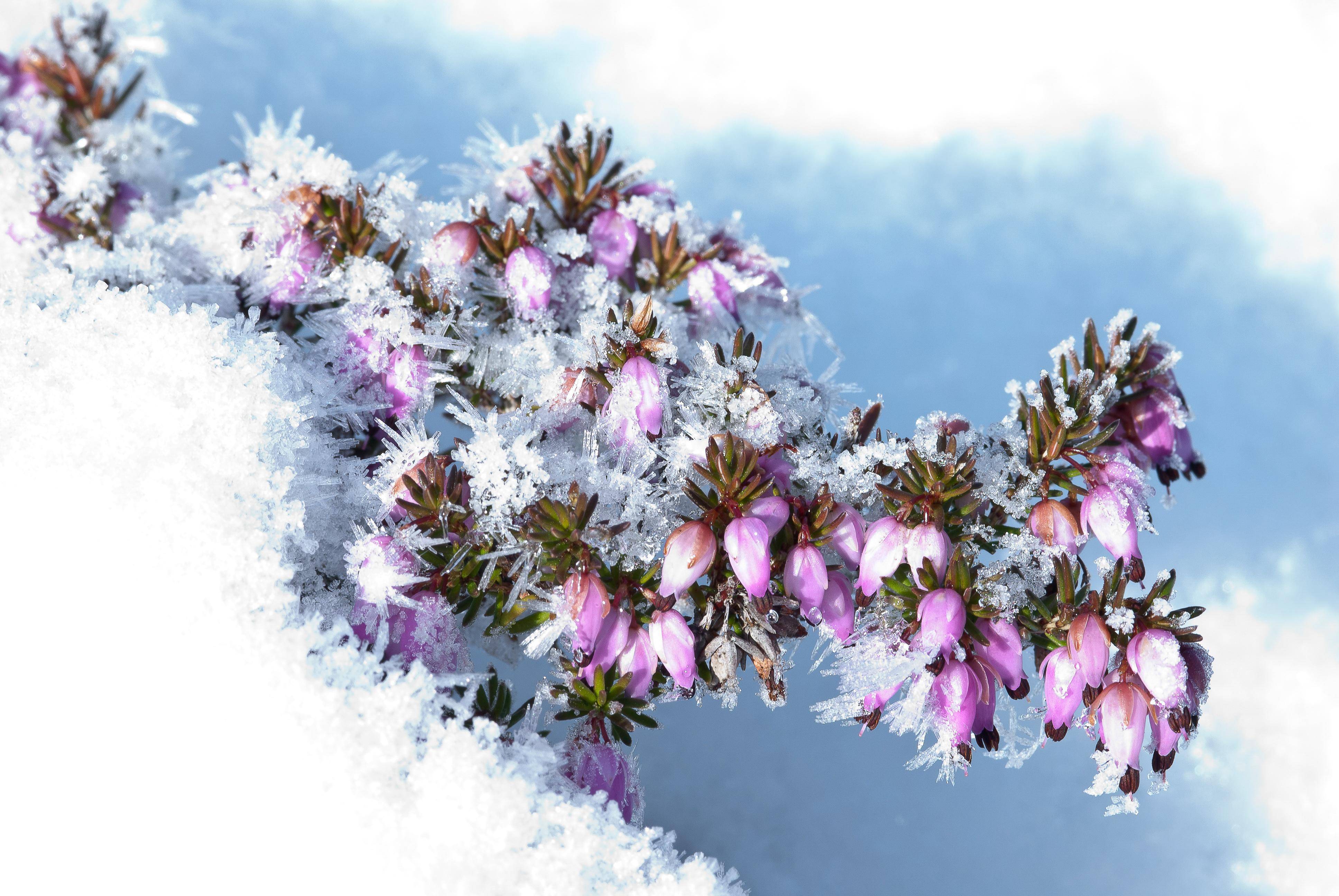 Winterblher: Diese Pflanzen tragen auch im Winter Blten