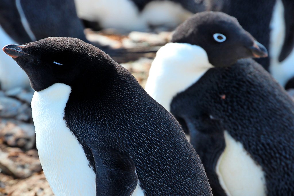 Tauchender Pinguin