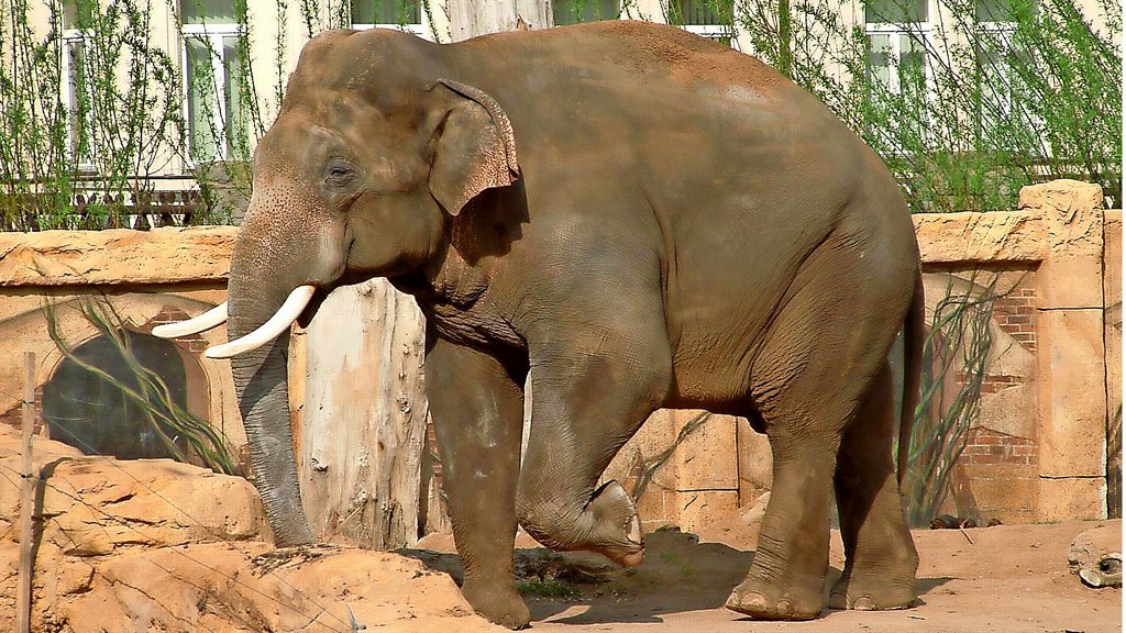 Elefanten im Nationalzoo