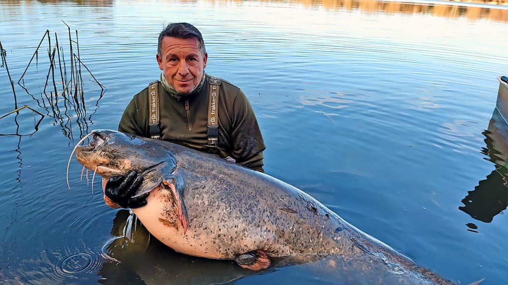 Welse in der Region Hannover: Wie groß werden die Riesen-Raubfische?