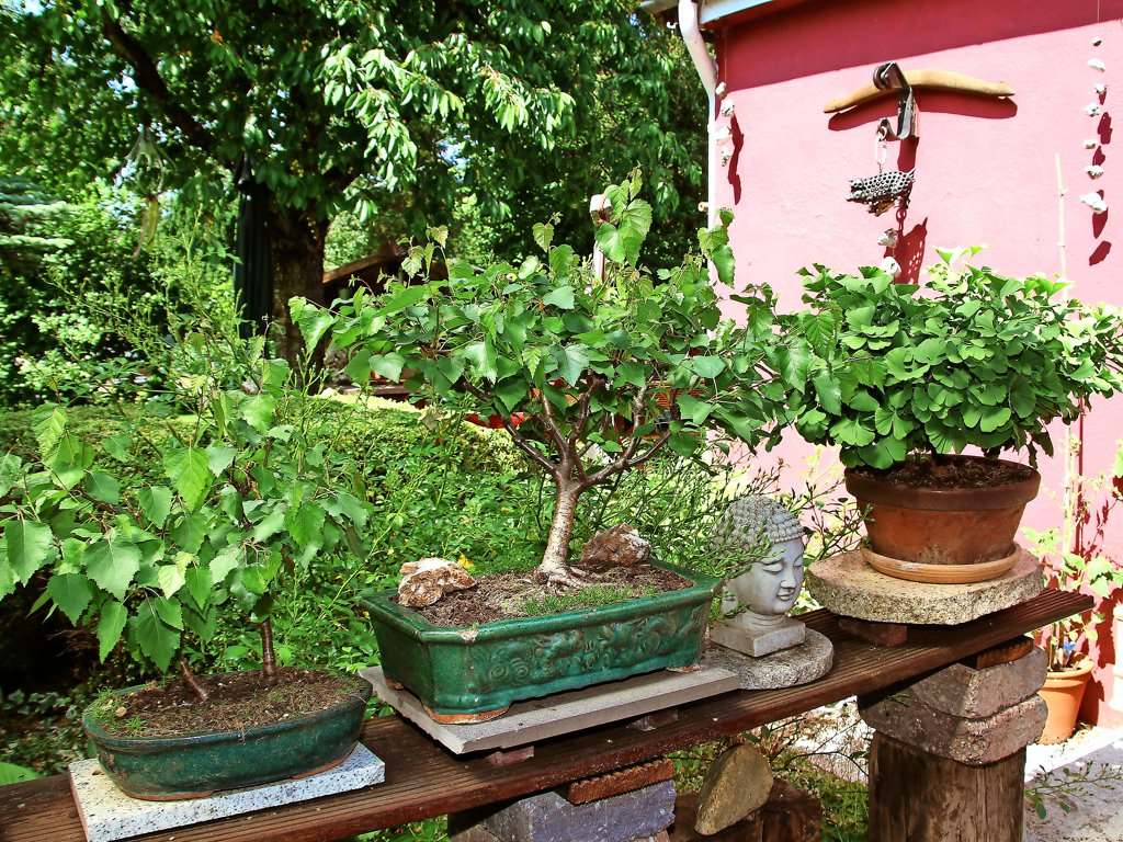 Hemmingen: Offene Pforte mit Bonsai-Garten von Elfi und Wolfgang Hermanns  in Hemmingen-Westerfeld