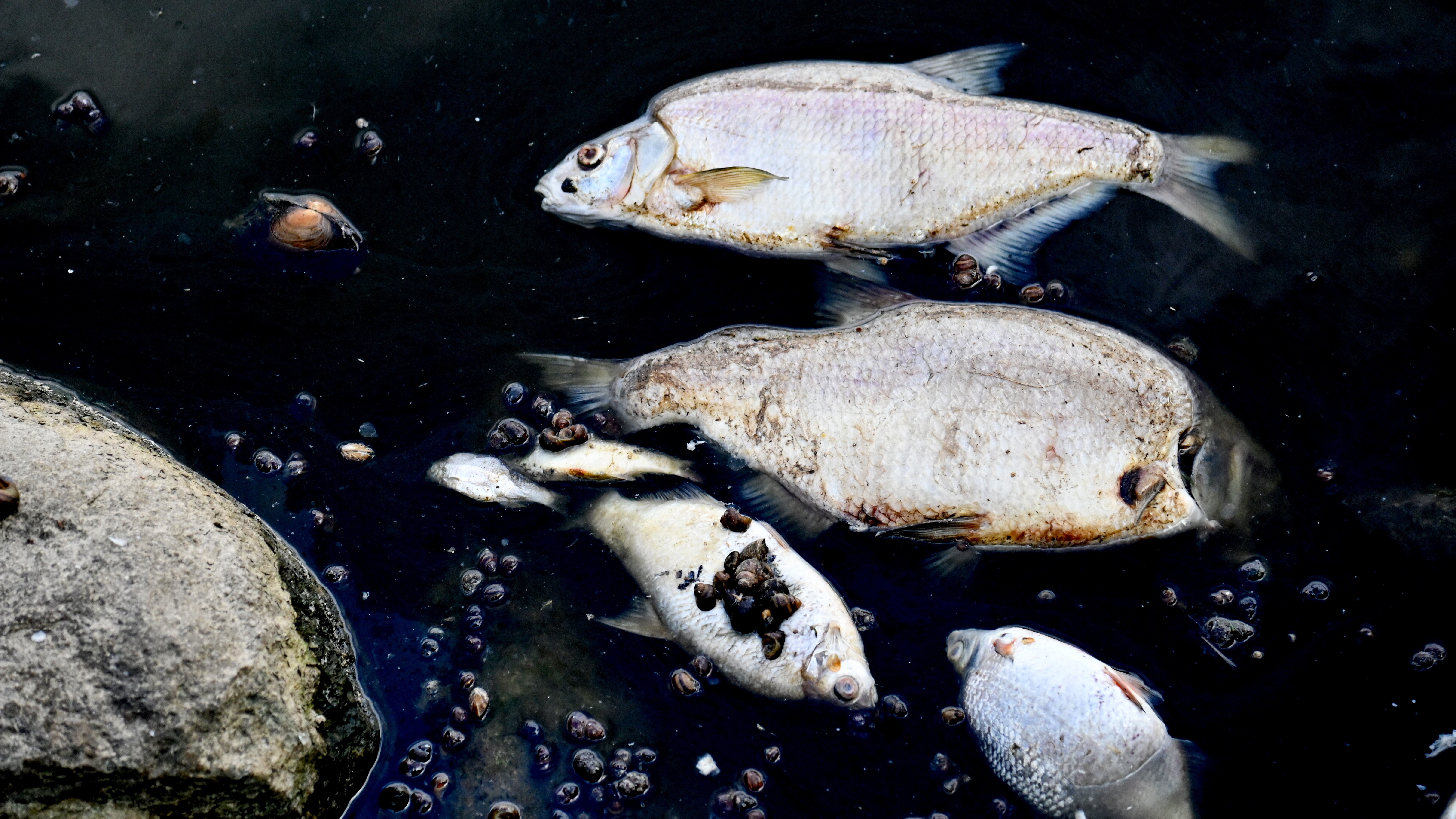 Burbach: Massives Fischsterben im Waldweiher sorgt für Feuerwehreinsatz