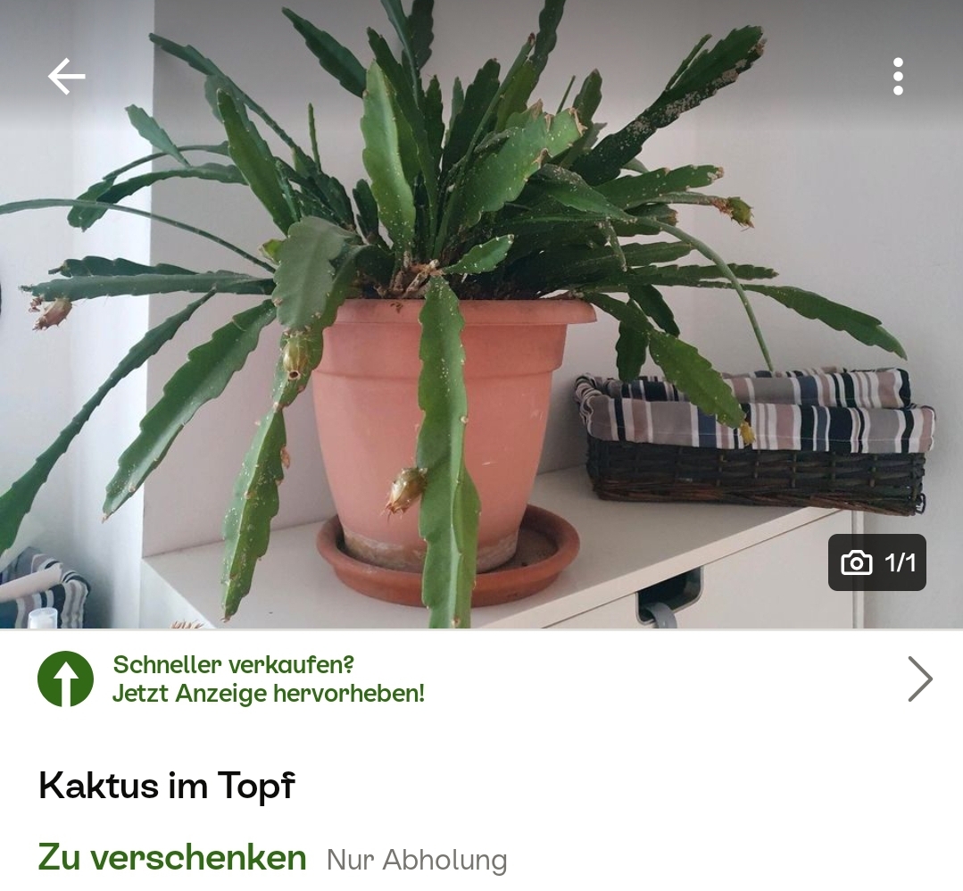 Kleinanzeigen: Selbstversuch beim Kaktusverkaufen