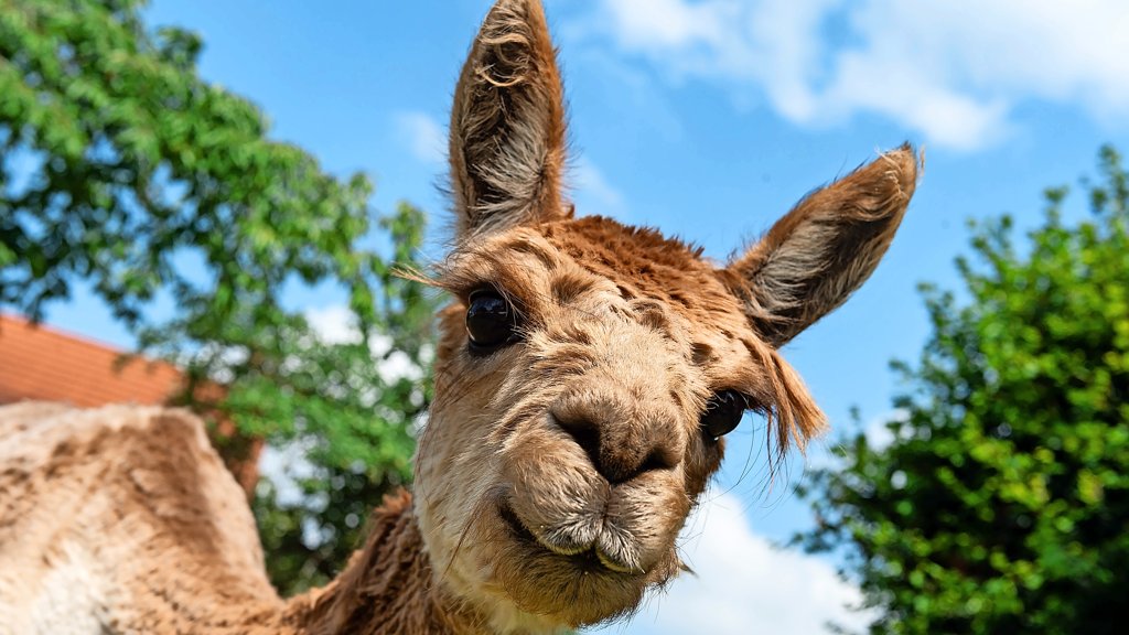 Alpaka Wanderungen in G ttingen und der Region Freizeitangebot