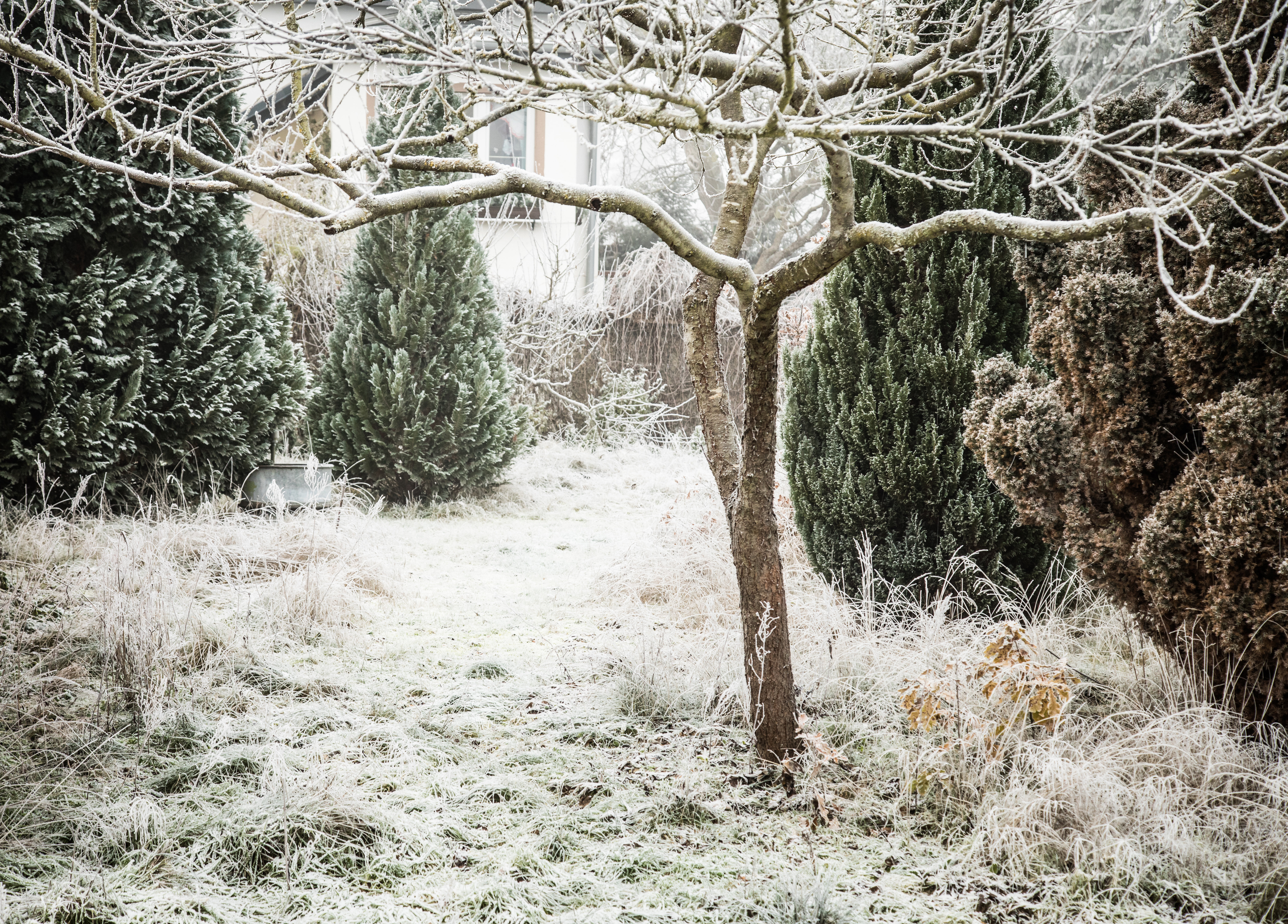 Pflanzen im Winter schtzen: So behandeln Sie Frostschden richtig