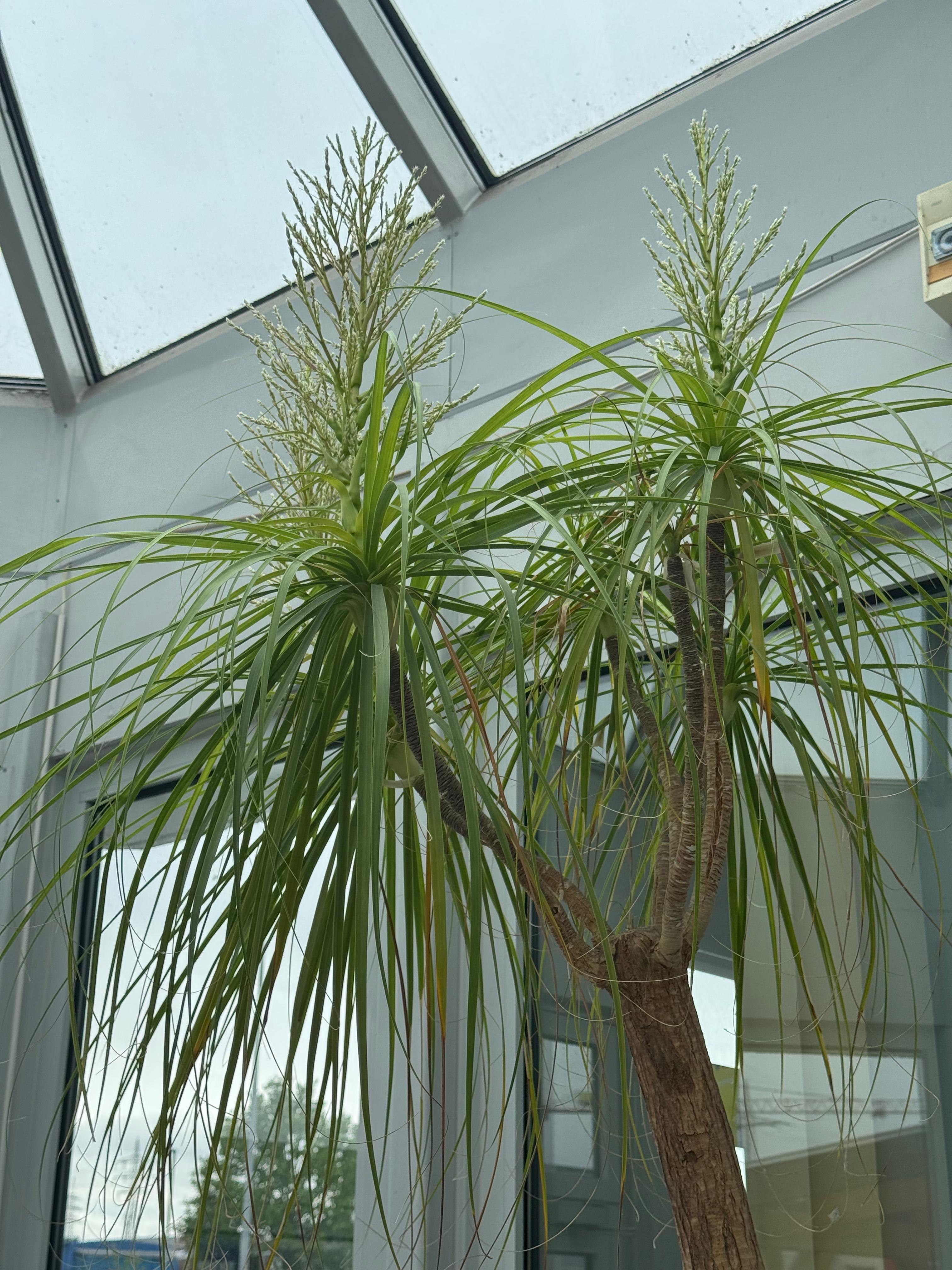 Botanische Seltenheit in Lneburger Fahrschule: Elefantenfu blht