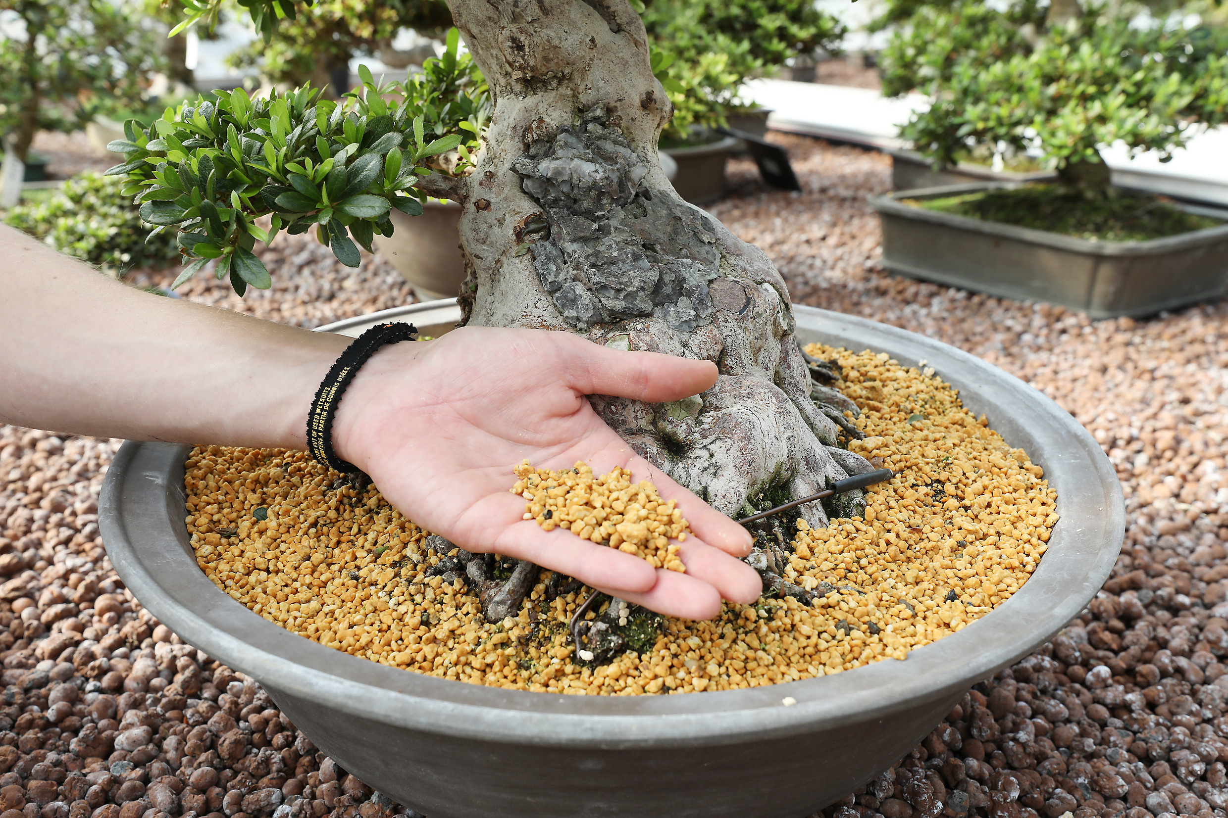 substrat ficus bonsai Mini Bonsai Ficus Ginseng: 15-Year-Old Tree for Terrariums – Bloombox Club main image 1
