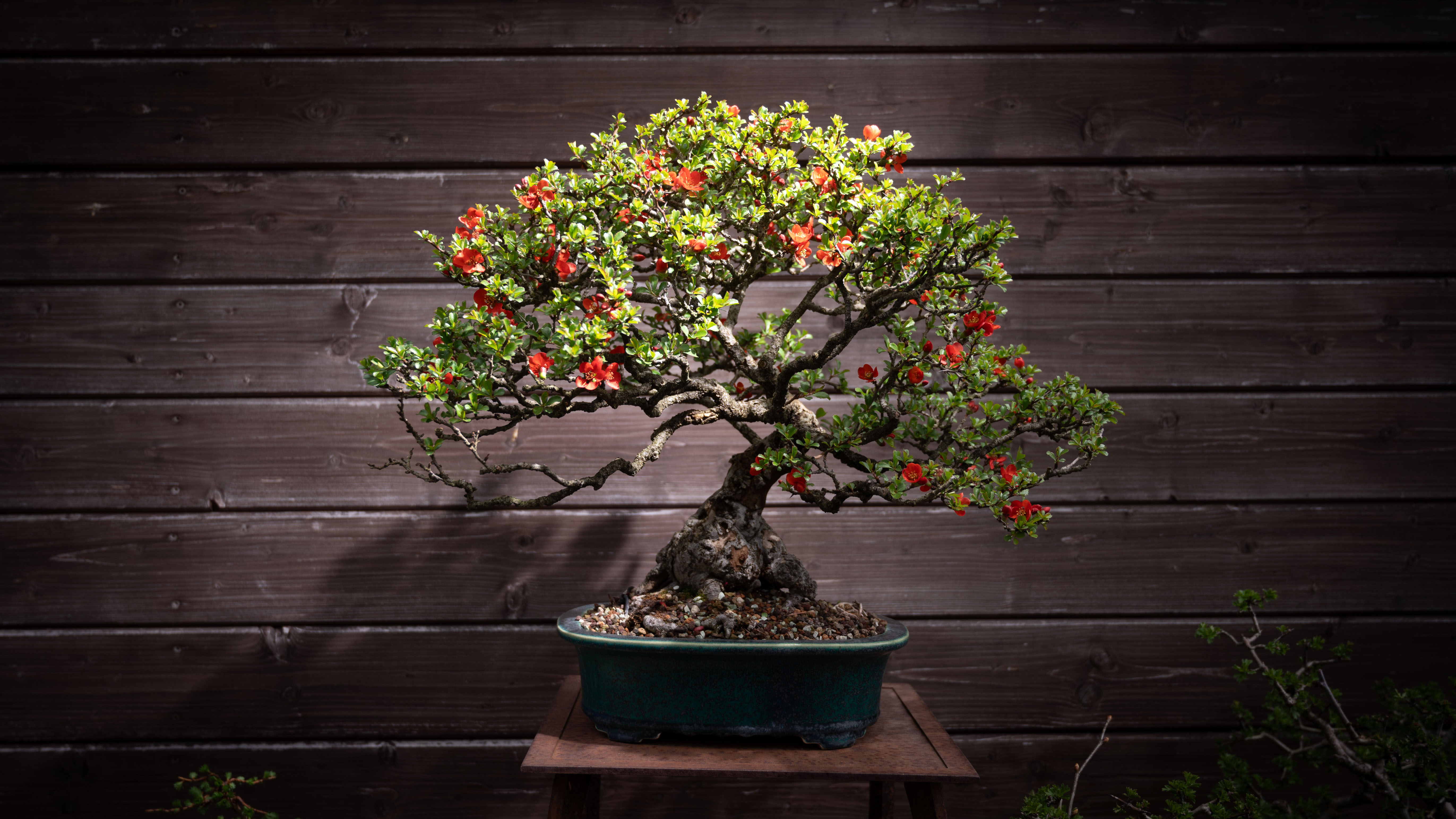 Dresdner Bonsai-Experte: Ich msste 120 Jahre werden, dann knnte ich  richtig schne Bume machen