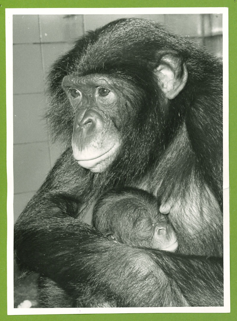 Ältester Menschenaffe der Welt tot: Was wir von Bonobo Margrit ..., حجم الصورة 771x1045