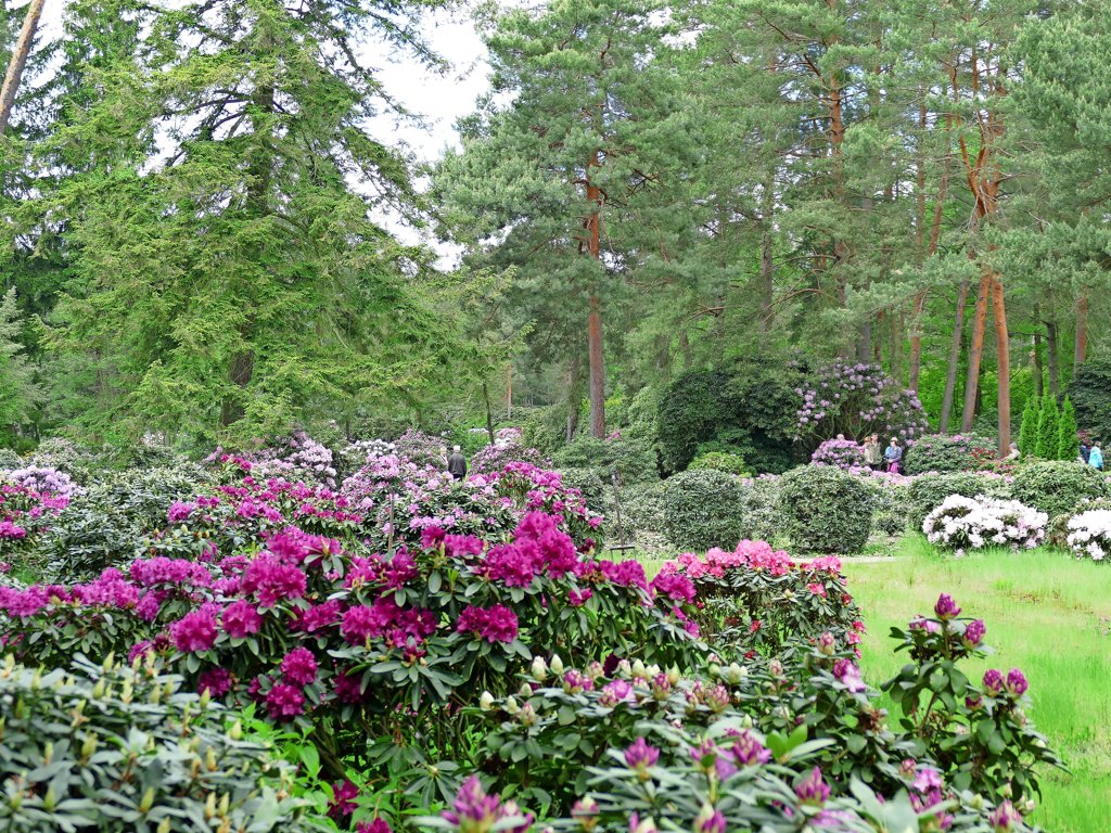 Grne Schtze: Bltenpracht im Rhododendronwald Grngrbchen