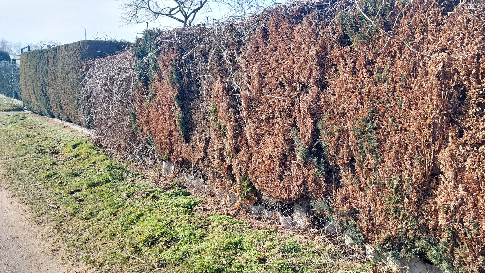 Thuja-Hecke in Gefahr: Influencer Robinga Schngelrgel sagt Tod durch  Schdlinge voraus