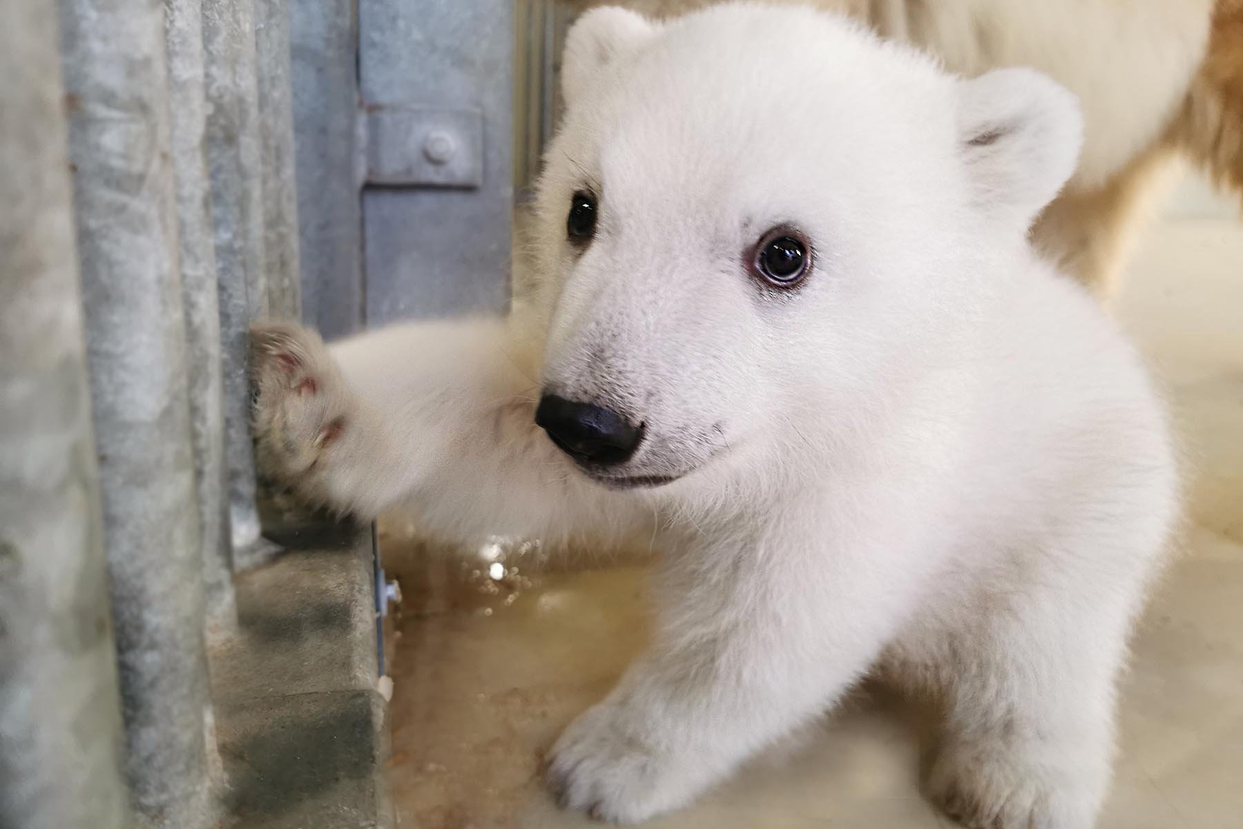 Tierpark Hagenbeck Eisbärenbaby kann jetzt live beobachtet werden