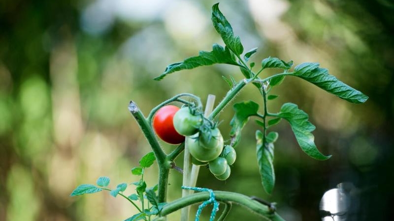 Gartenboden dngen: Tipps zur Grndngung im Herbst