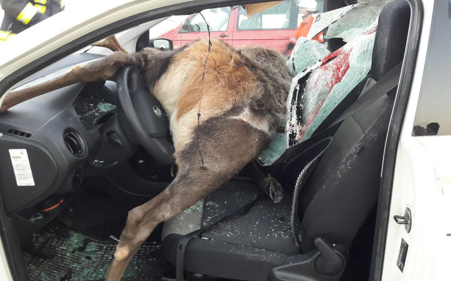 Unfall in Verl: BMW kollidiert mit Hirsch und Auto - Tier tot